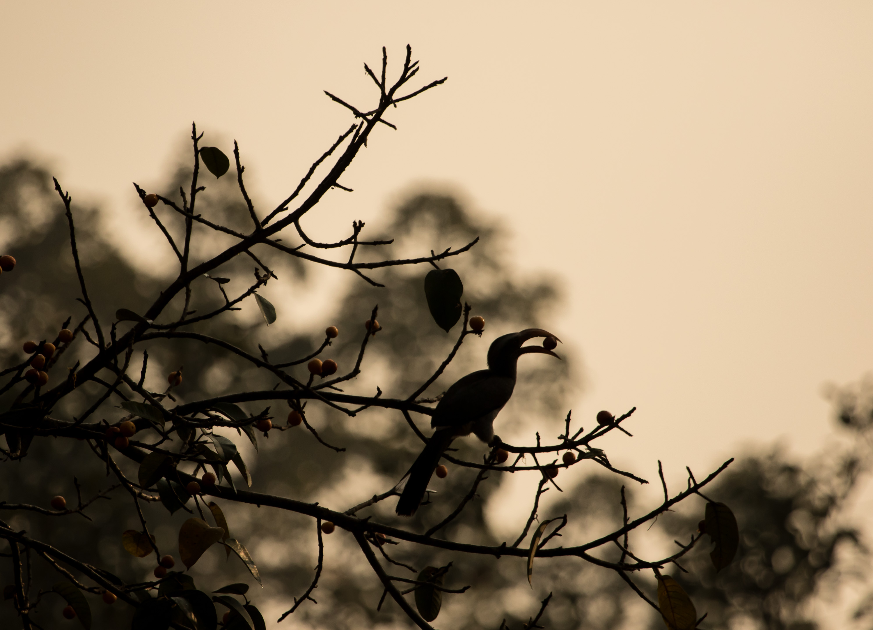 These raucous birds usually hang around a fruiting tree in the rainforest. They mainly eat berries and figs, but also insects, lizards, and other small creatures. Photo: Uday Kiran28 - CC BY-SA 4.0  Male and female Malabar grey hornbills have similar plumage but the male has an orange beak with a yellow tip, and the female has a yellow bill with a black base.
Photo: Dhritiman Mukherjee
