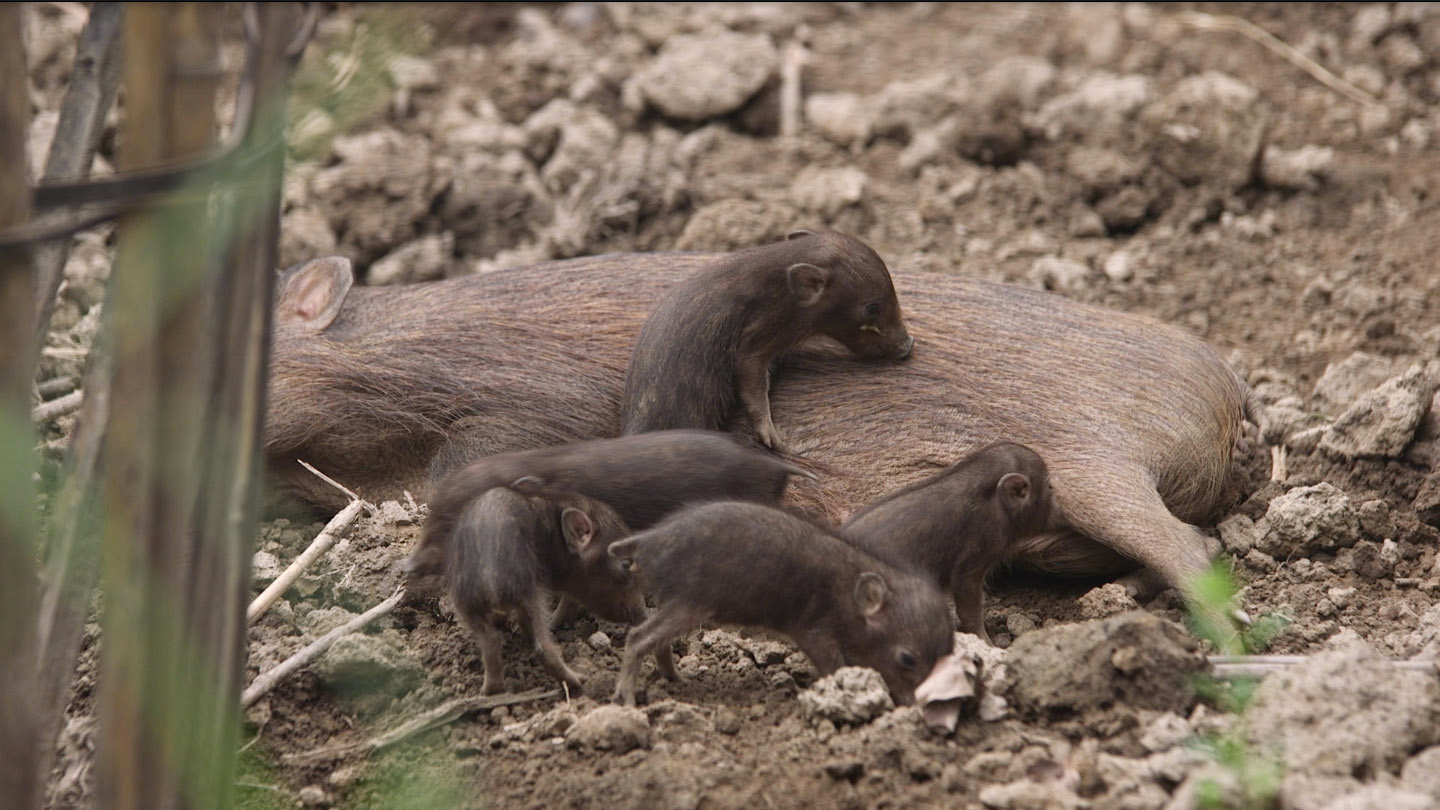 The gestation period for a pygmy hog is about five months. As a pregnant female approaches birthing day, she spends her time wallowing, eating, and building or rebuilding the nest. This behaviour lets the keepers know that the due date is around the corner. Photo (top): Craig Jones, Photo (above left): Parag Deka  A week after their birth mama pig brings the little pigs outside the nest and familiarises them with their environment. Photo (cover and above right): Craig Jones