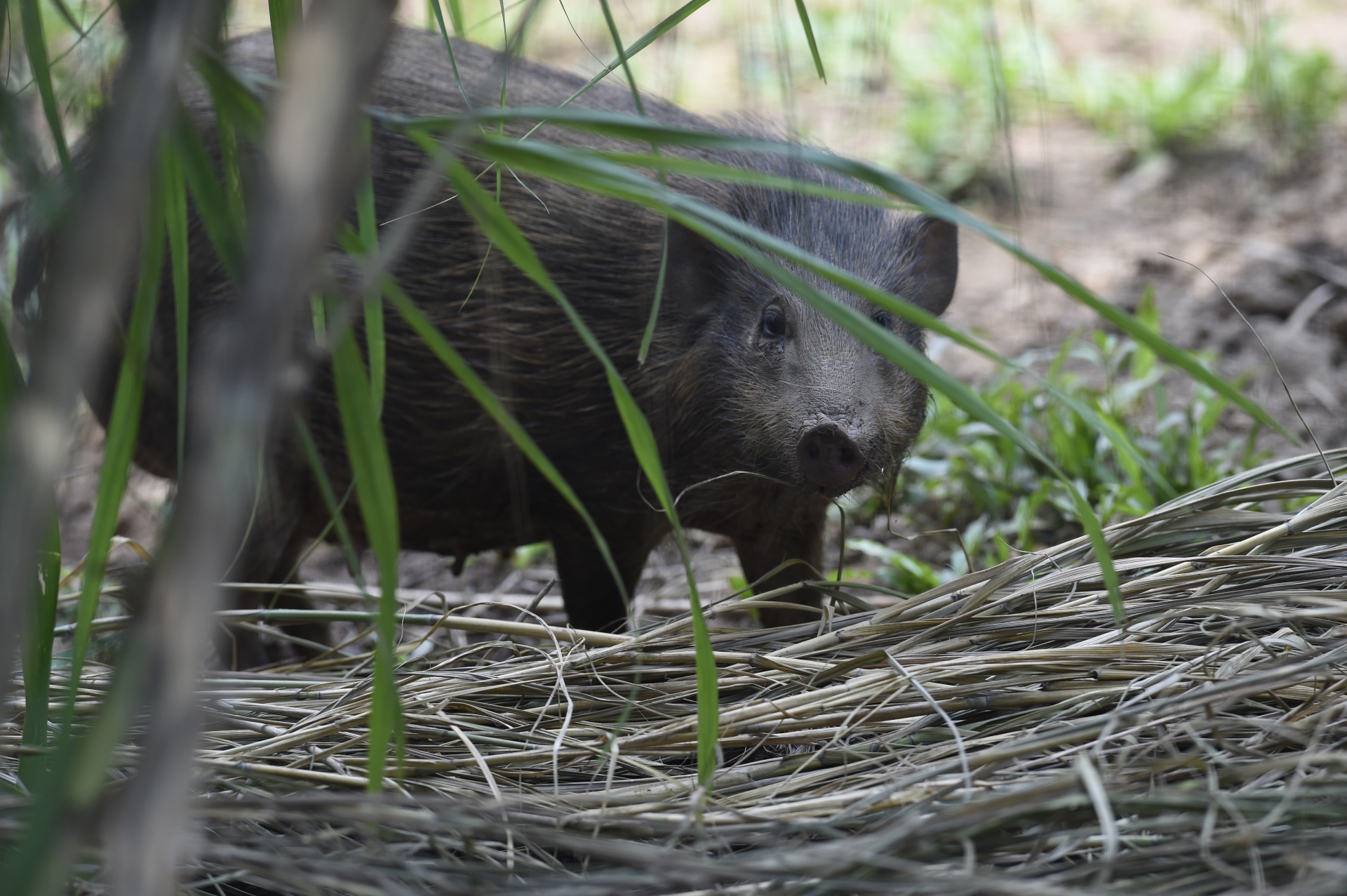Meet the Pygmy Hog, the Rarest Pig in the World
