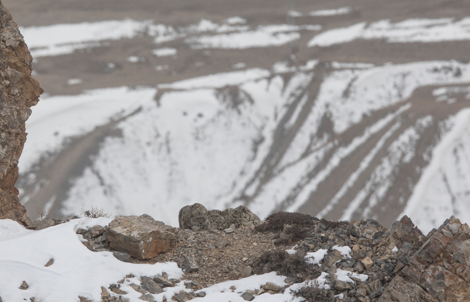 How many snow leopards do you spot in the picture?
Photo: Shivang Mehta, Cover Photo: Dhritiman Mukherjee