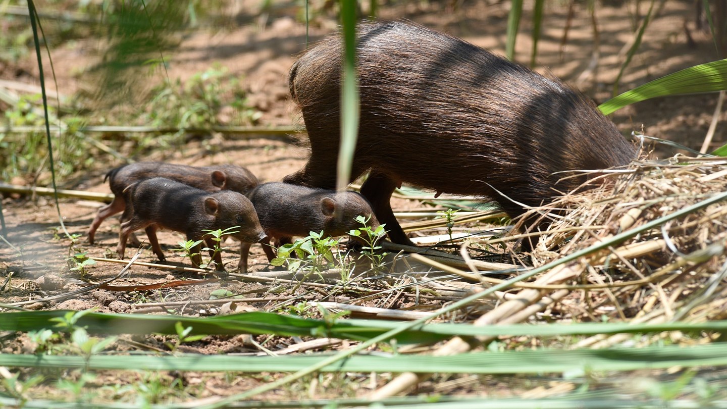 The gestation period for a pygmy hog is about five months. As a pregnant female approaches birthing day, she spends her time wallowing, eating, and building or rebuilding the nest. This behaviour lets the keepers know that the due date is around the corner. Photo (top): Craig Jones, Photo (above left): Parag Deka  A week after their birth mama pig brings the little pigs outside the nest and familiarises them with their environment. Photo (cover and above right): Craig Jones