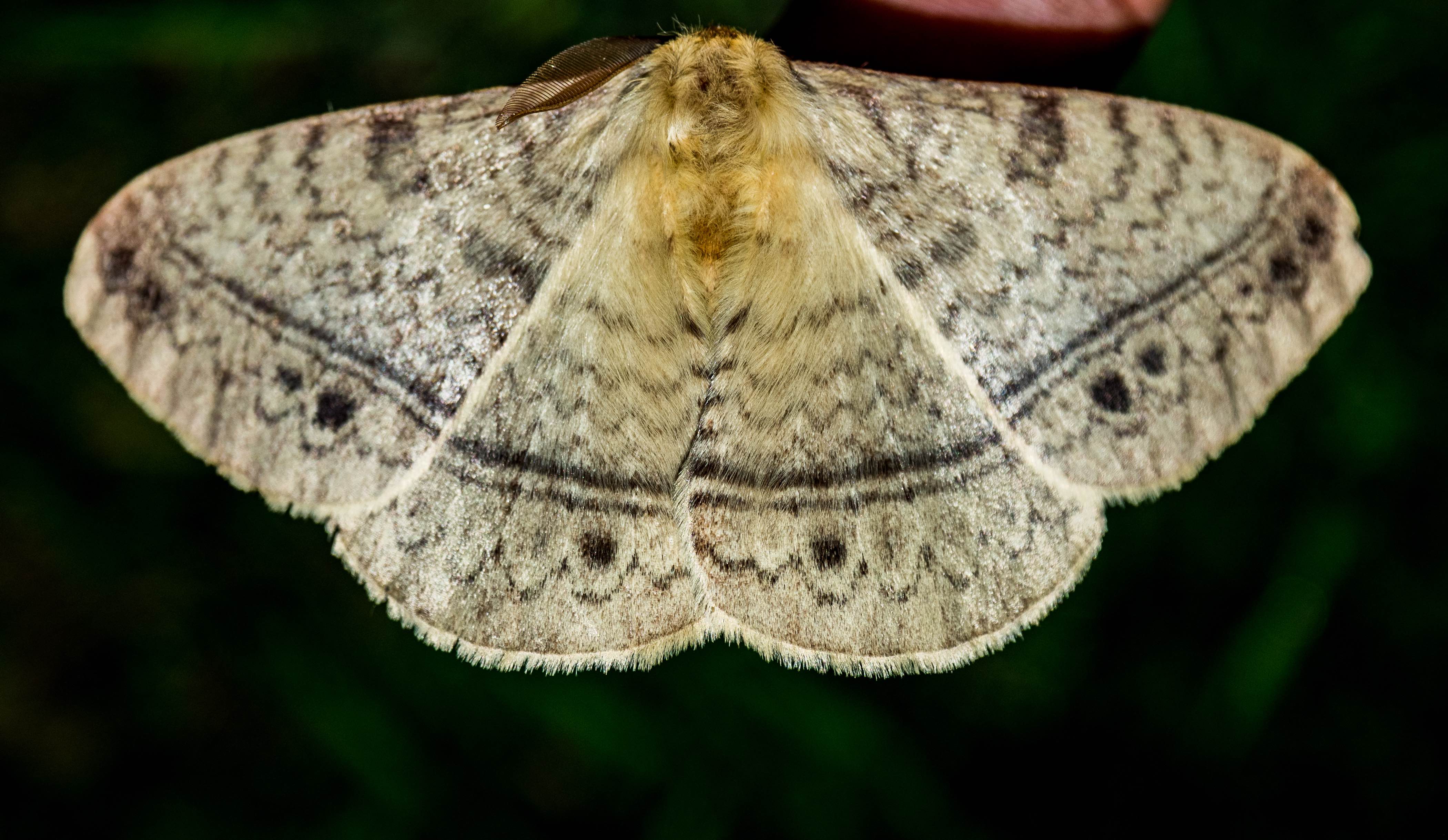 With a wingspan of about 8 cm, the monkey moth is one of the larger moths spotted in and around Delhi. Males have a furry head somewhat like a monkey’s, giving the species its name. Photo: Courtesy Conservation Education Centre