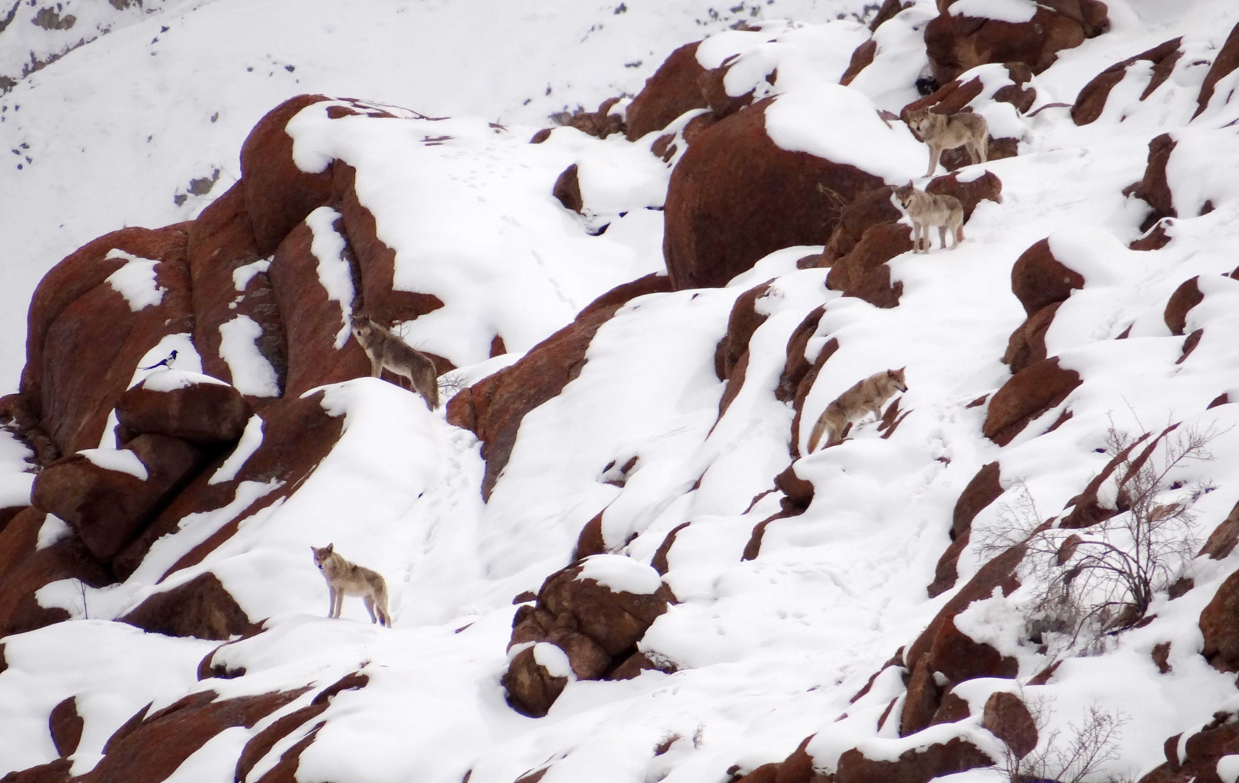Usually found in packs of about four to five individuals, these wolves move up to 20 km in a day. Photo: Surya Ramachandran  Found in the high-altitude ecosystems of the Himalayas and the Tibetan plateau, the Himalayan wolf belongs to an ancient lineage of wolves. Cover Photo: Dhritiman Mukherjee