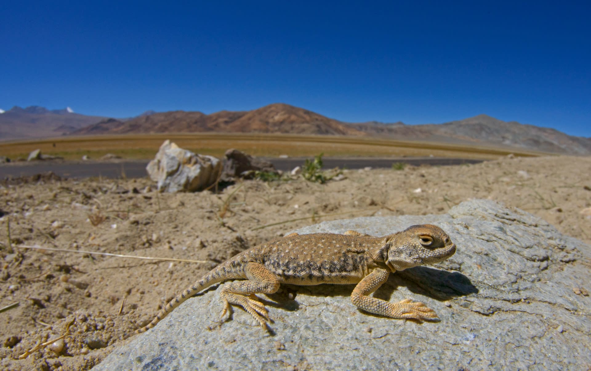 Shadow in the Sand: Encountering the Toad-headed Agama in Ladakh