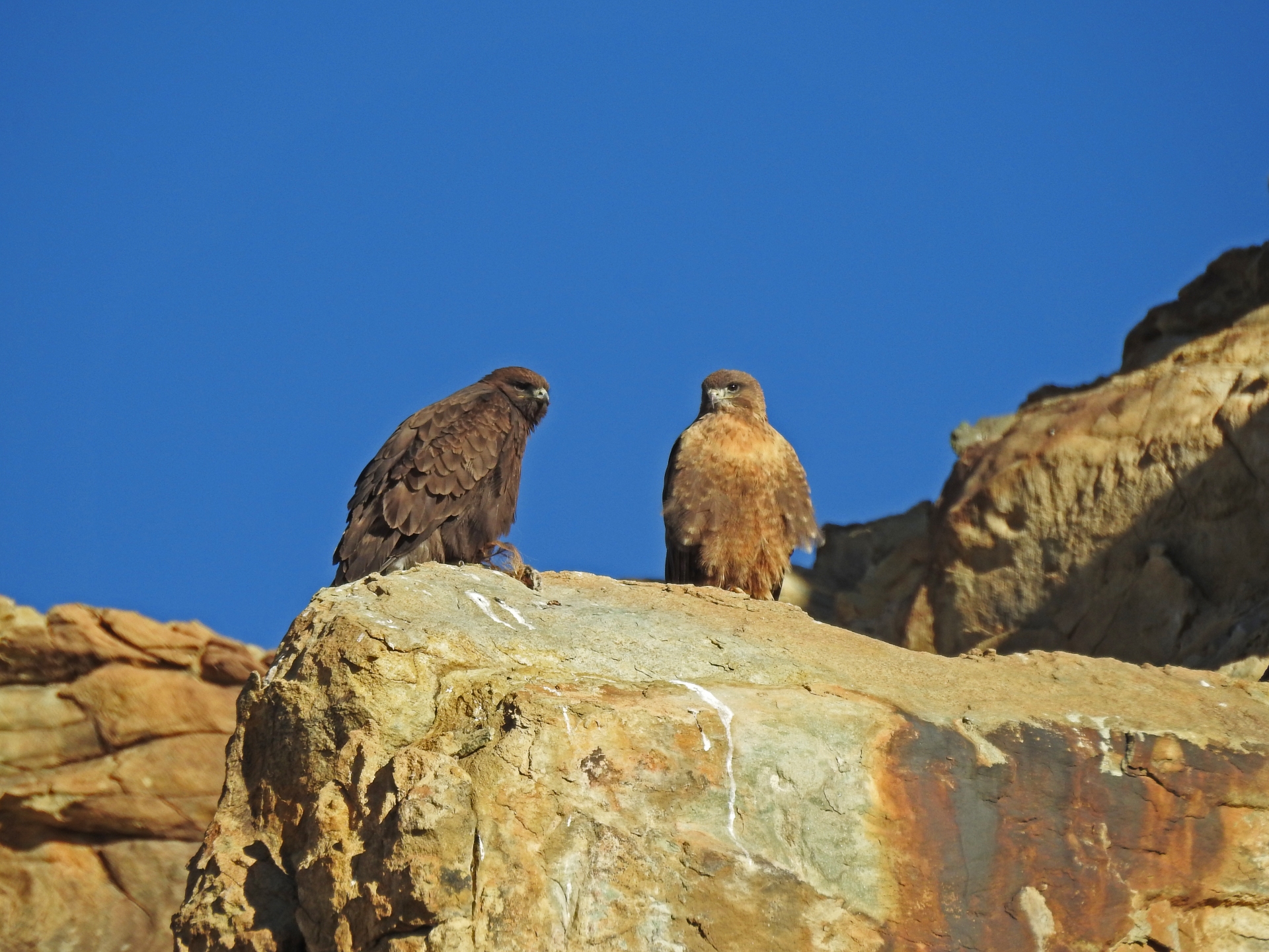 Found in the Upper Indus Basin, Hanle, Chushul and Chumur, the upland buzzard feeds on small mammals such as rodents, lizards, and insects. It spots its prey from a high perch, or while hovering in air. Photo: Lobzang Visuddha