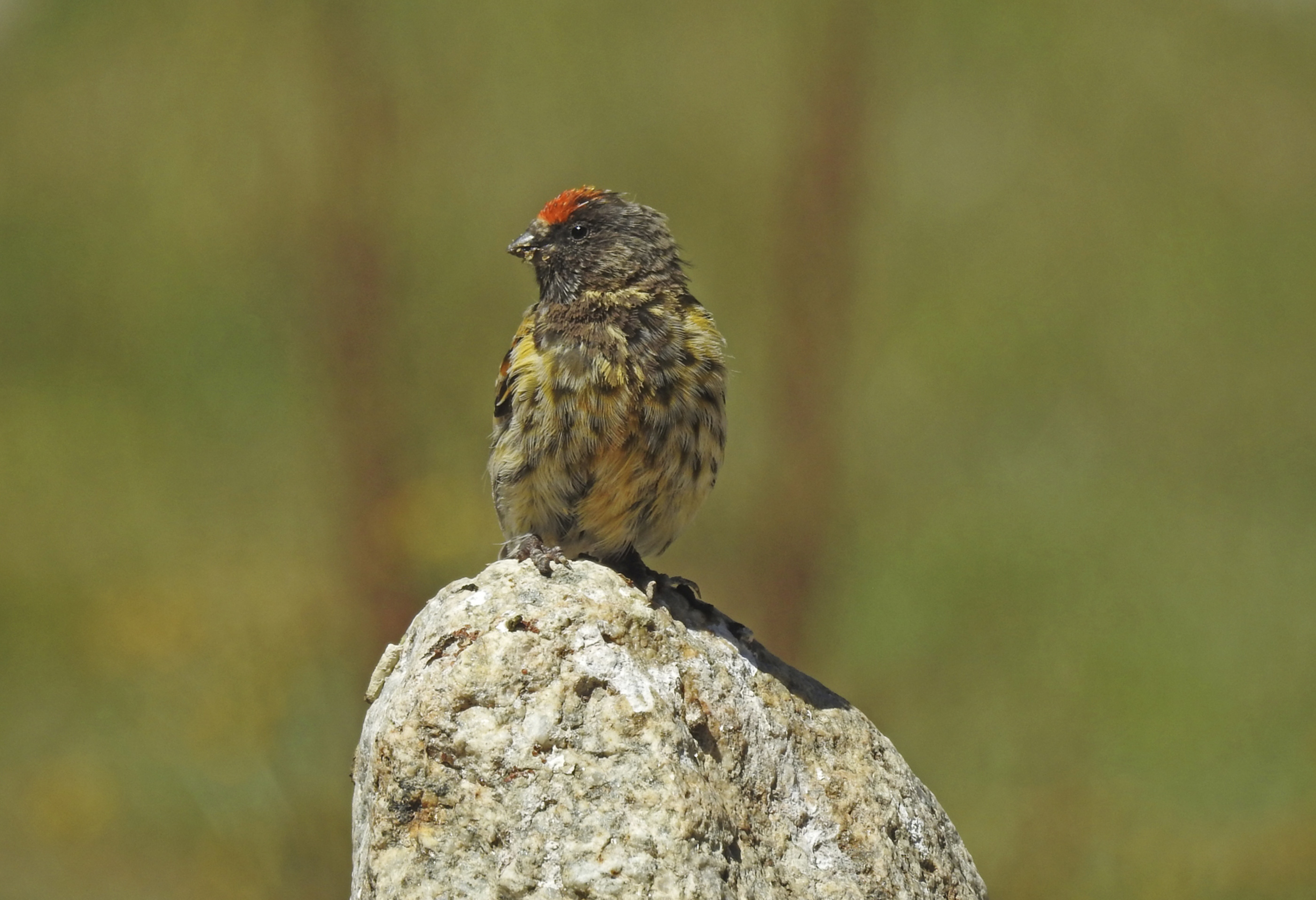 The fire-fronted serin gets its name from the striking bright orange patch on the forehead, and is mostly breeds and lives in high mountainous regions. Photo: Lobzang Visuddha