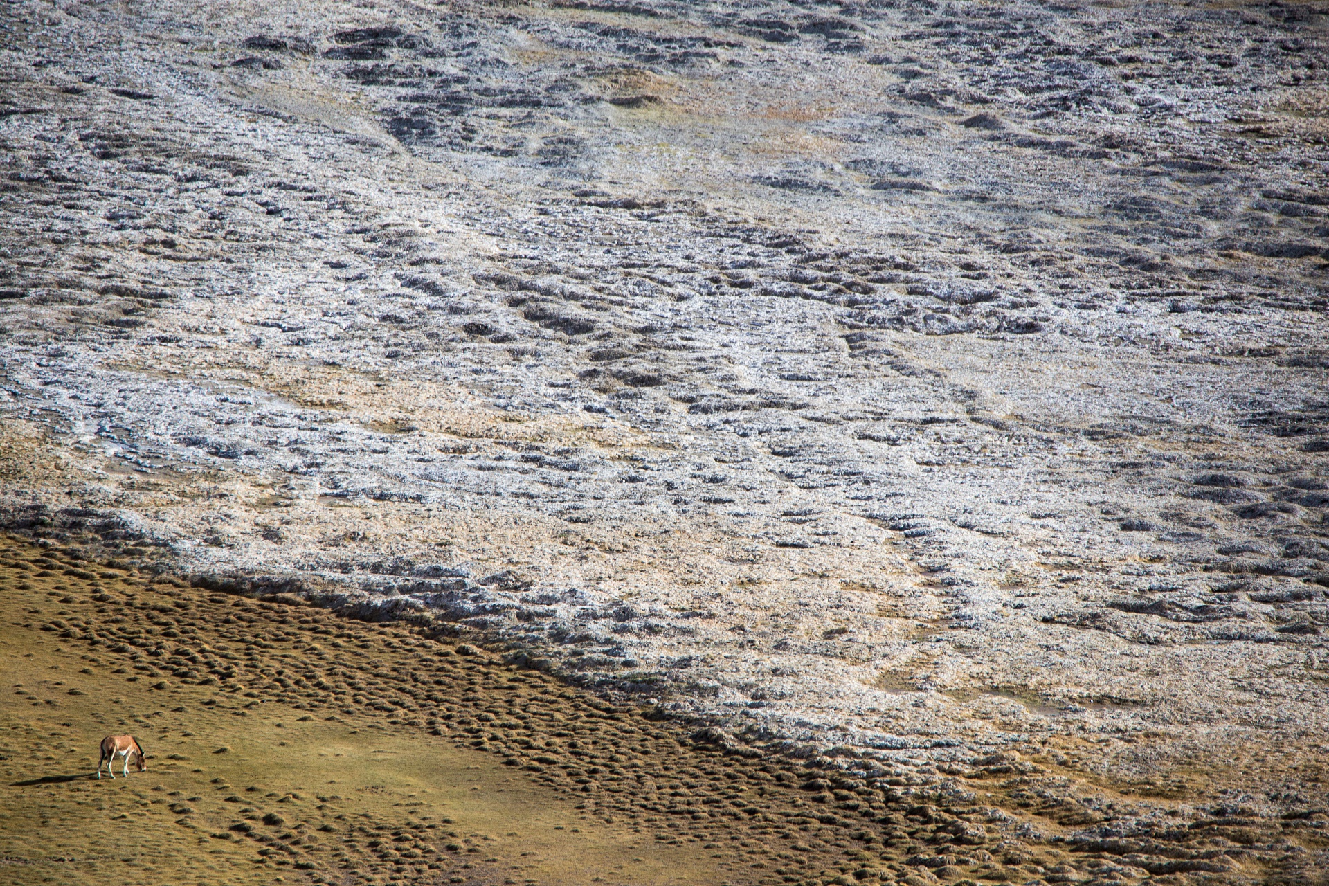 Despite its seemingly barren appearance, the high-altitude grassland-wetlands of Hanle draw a unique assemblage of mammals and birds, including the Tibetan wild ass. Photo: Saurabh Sawant