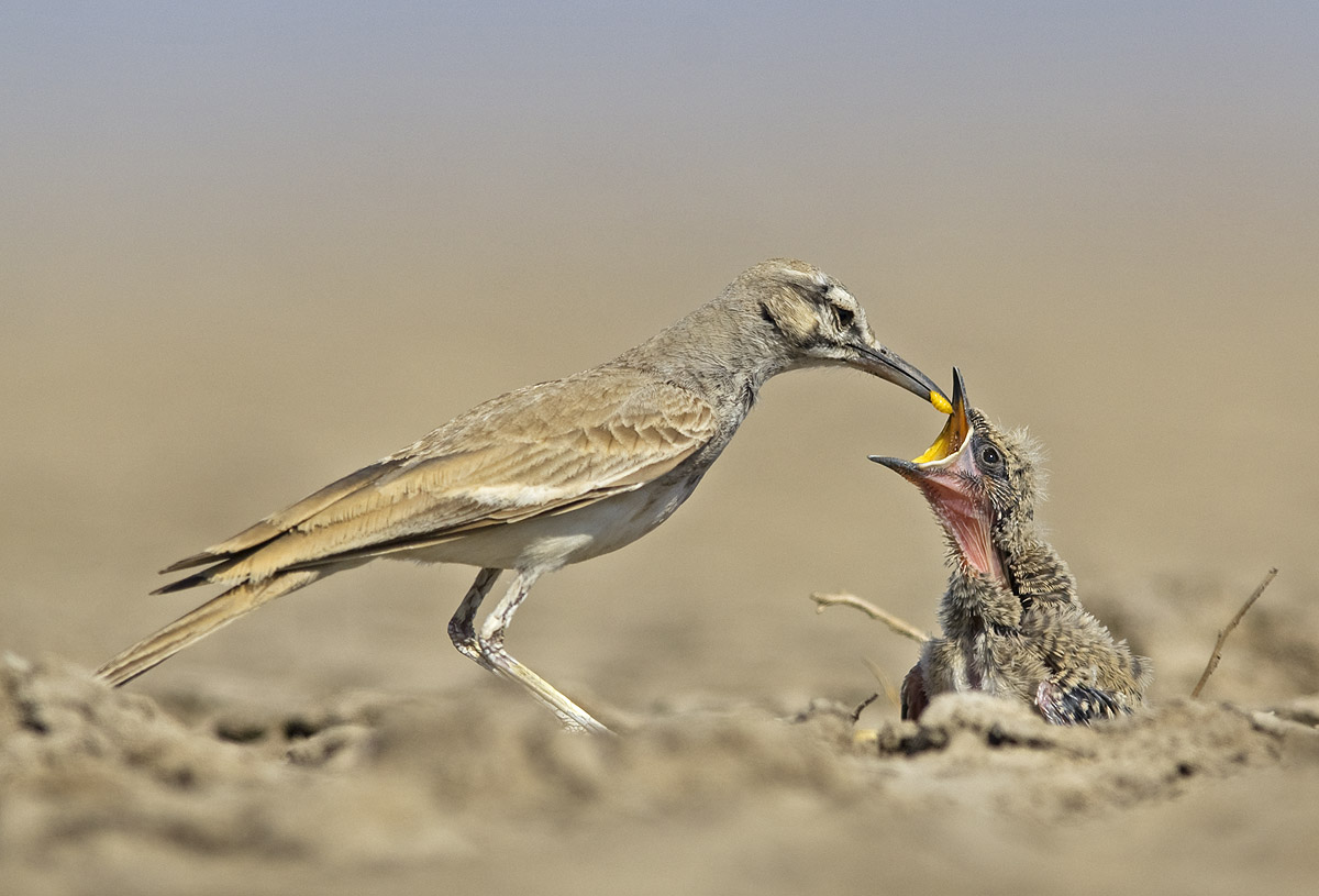 The greater hoopoe lark builds its nest on the ground in a depression (even a cattle hoof mark will suffice) or in a dense desert bush and lays two to three eggs, which are incubated in turn by both sexes. Greater hoopoe lark chicks, which are mainly fed insects by its parents, grow very fast and are able to run around even before they are able to fly. A family of desert foxes feed on the greater hoopoe lark’s chicks. Like all ground-nesting birds, greater hoopoe larks have to face many predators — monitor lizards, jackals, foxes, rats, and snakes. 