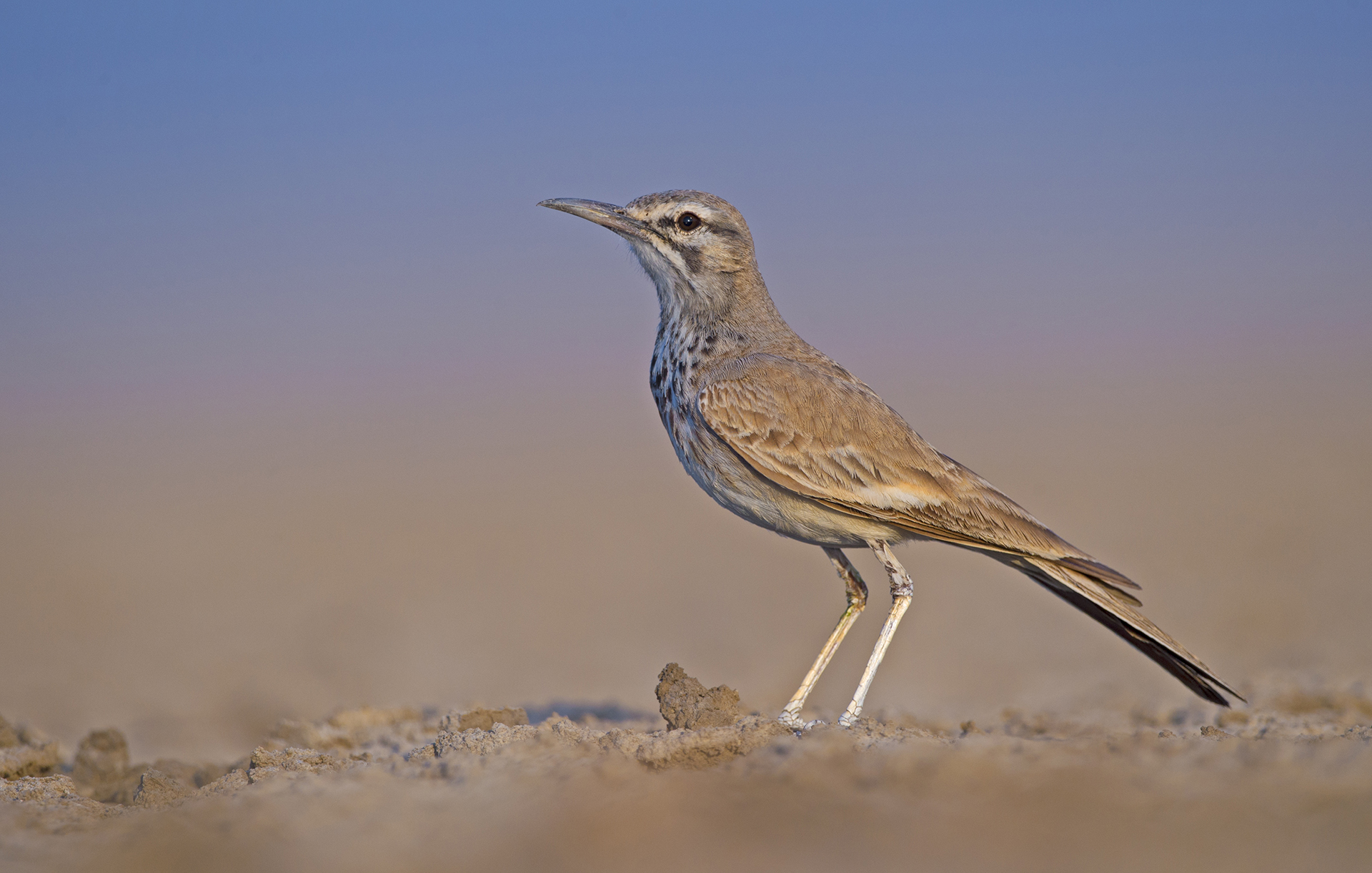 Adaptations such as its long legs and a white belly that reflects heat help the lark survive the harsh climate of the arid regions it inhabits. 
