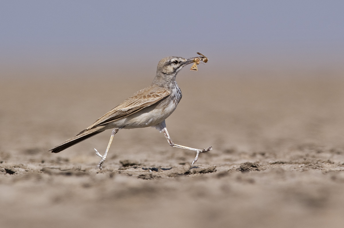 The Trickster of the Desert: Greater Hoopoe Lark