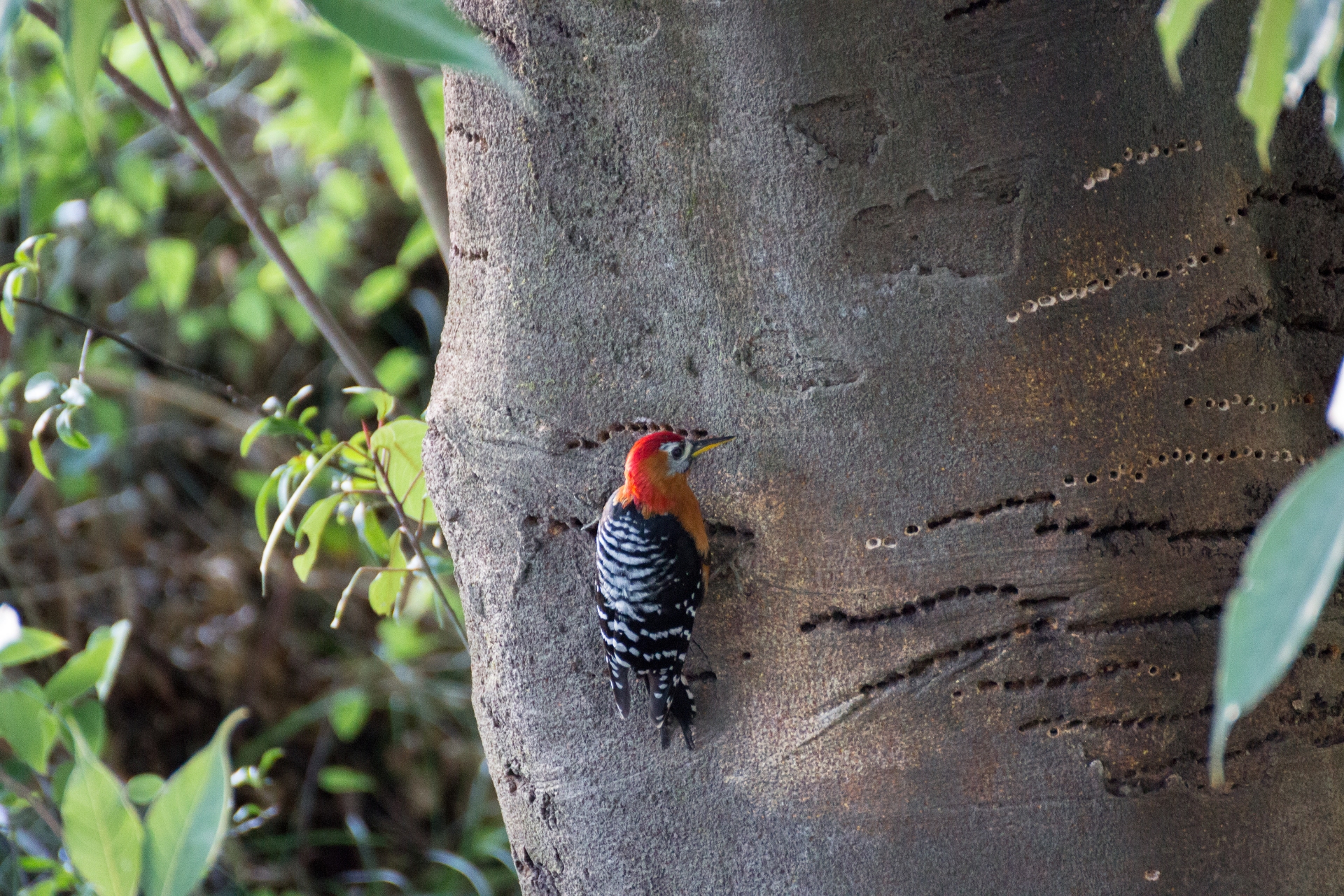 A male rufous-bellied woodpecker diligently drills sap wells in a typical straight line formation. Photo: Tarun Menon  A female rufous-bellied woodpecker can be identified by its black crown and the absence of the bright red on its head.
Cover Photo: Tarun Menon


