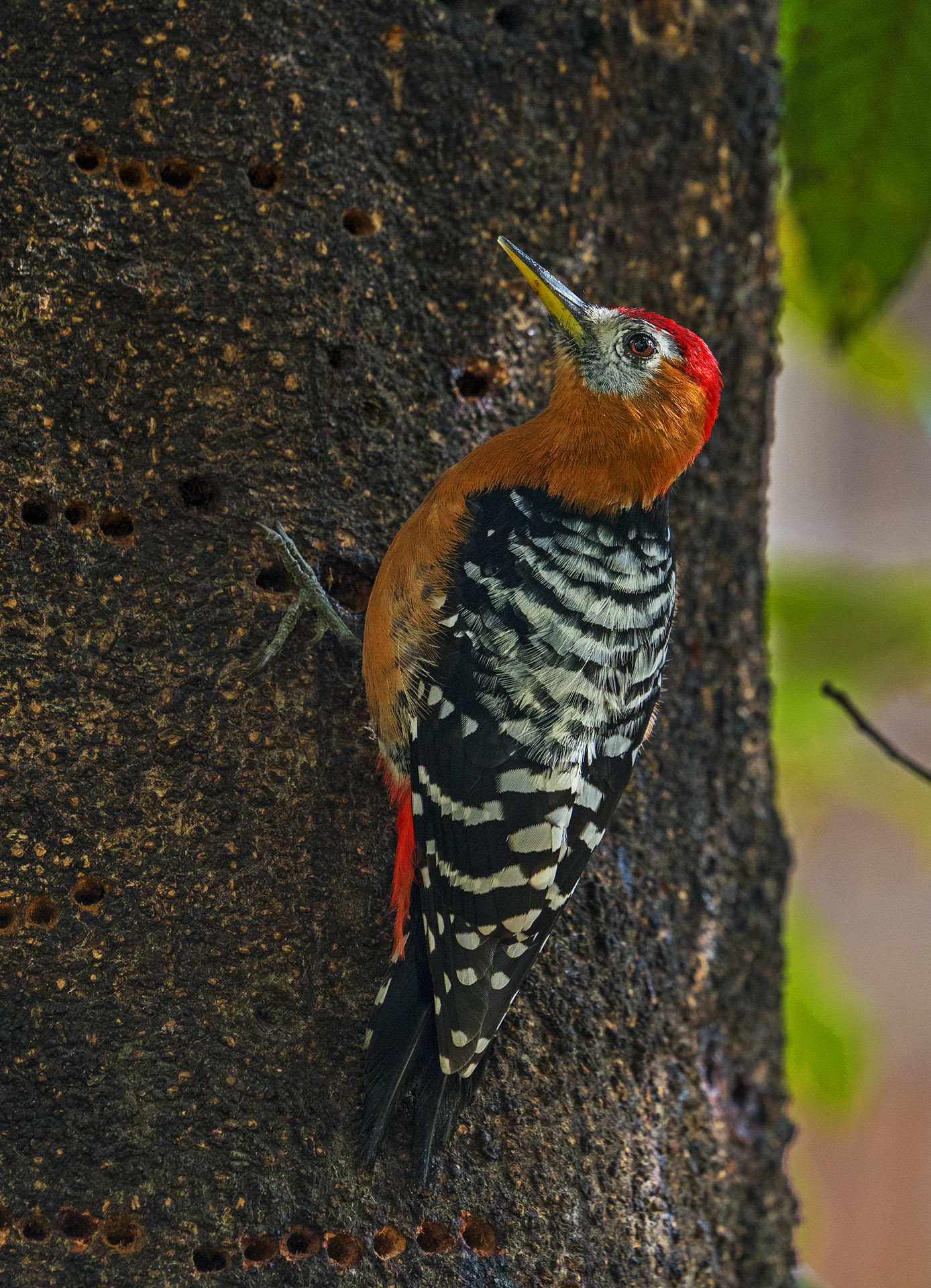 Rufous-bellied woodpeckers have narrow, pointed bills that are coloured grey and yellow. Males are easily recognised because of their red crown. Photo: Dhritiman Mukherjee