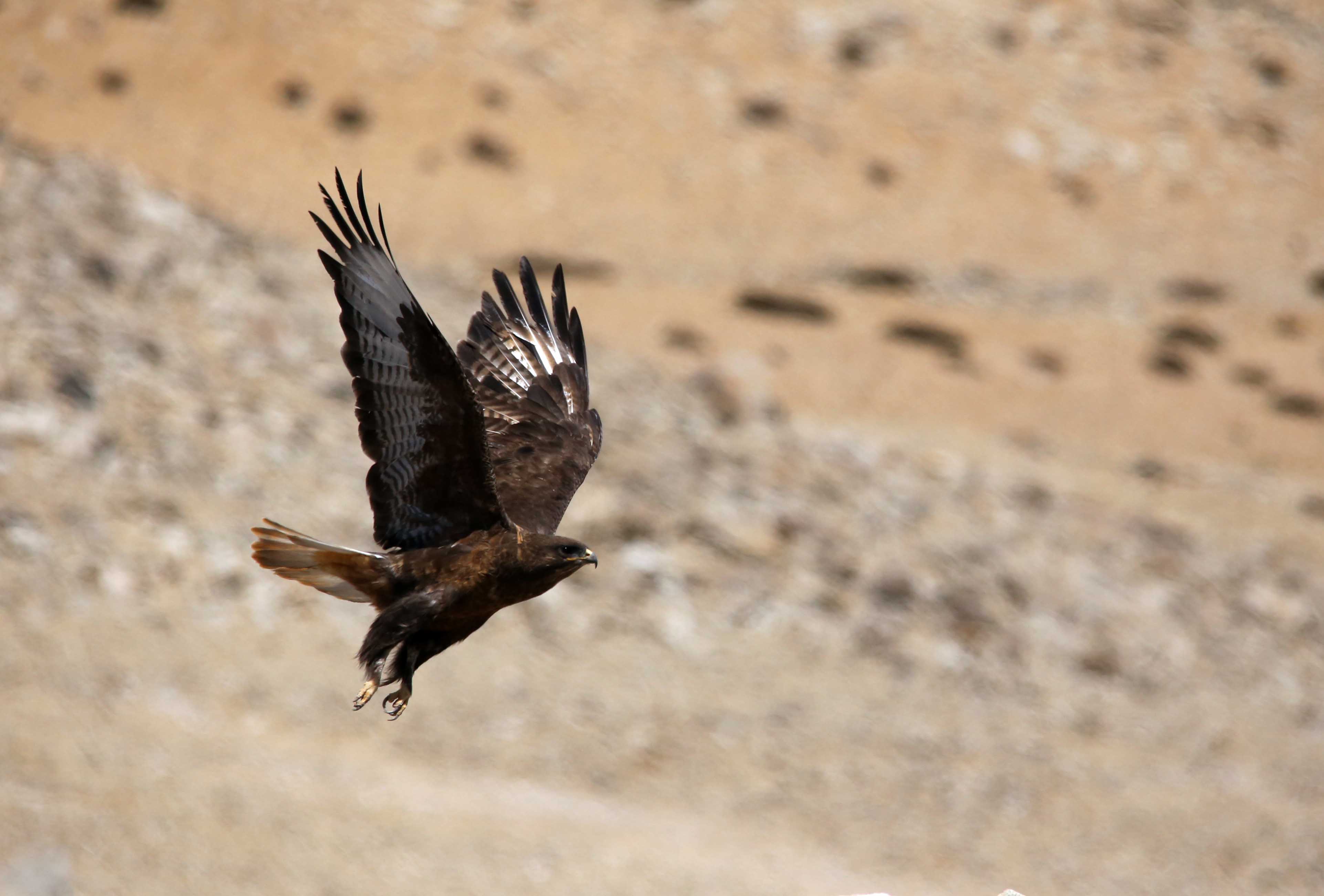 The Soaring Raptor of the Changthang Skies