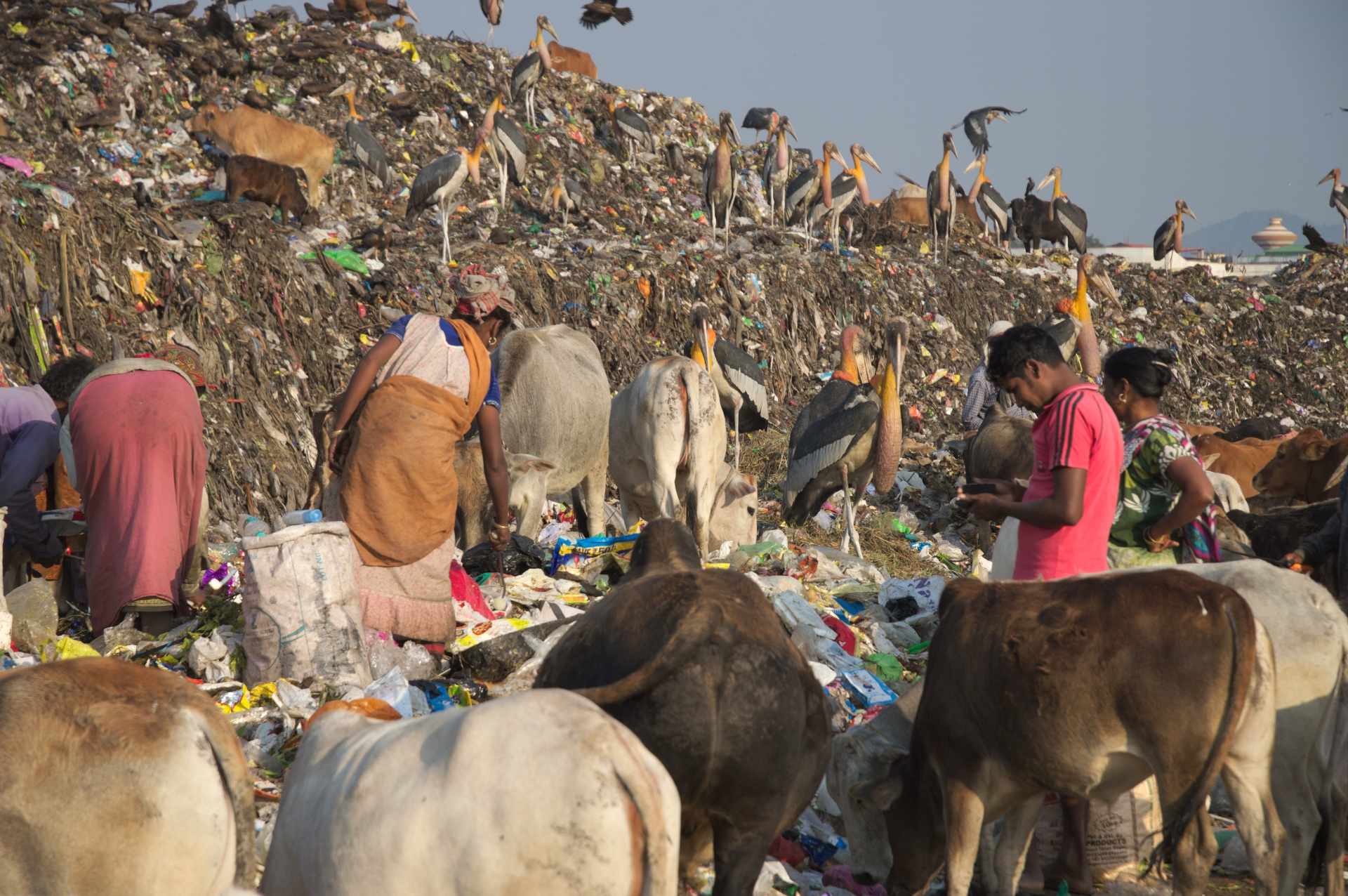 Greater adjutant storks work shoulder-to-shoulder with ragpickers at the landfill site. The storks pick out food, while ragpickers search for plastic and other recyclables in the mixed waste. Photo: Soumya Prasad
