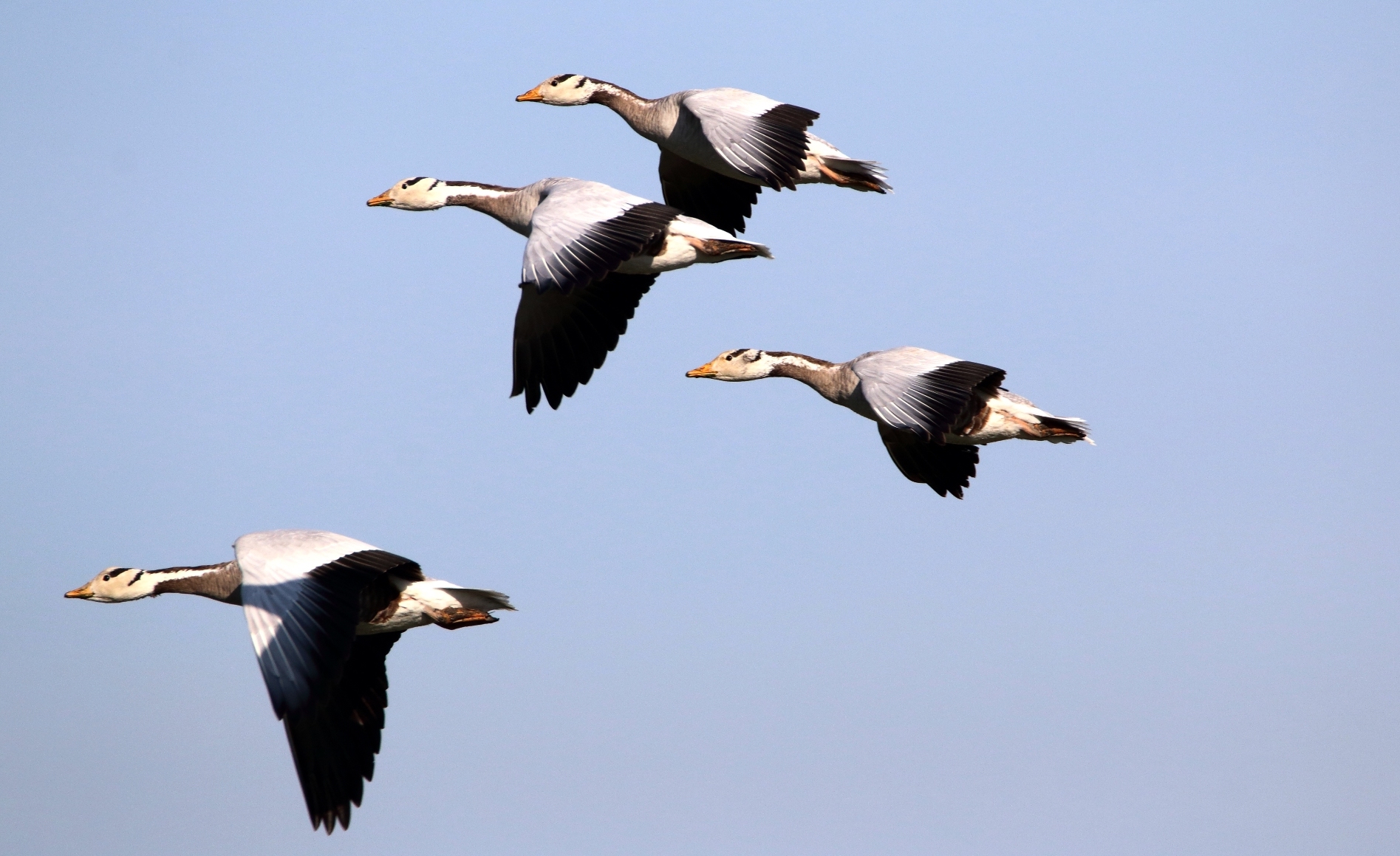 High Flier: Bar-headed Goose Over the Himalayas