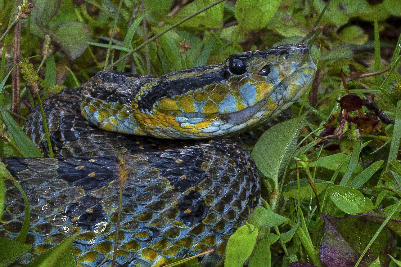 Kaulback's lance-headed pit viper or ‘barta’ to the Nyishi tribe, was rediscovered by Kedar and his team in the forests of Arunachal Pradesh. Photo: Kedar Bhide
