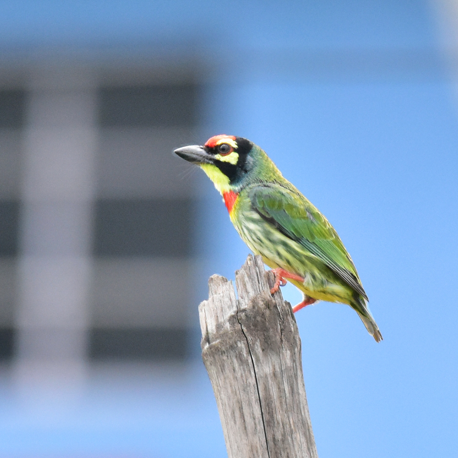 The photographer took this beautiful shot of the coppersmith barbet from his balcony. The guttural call of the coppersmith barbet is common in Mumbai’s soundscape. It was named the official bird of Mumbai in 2011. Photo: Amrit Raj Photo: Aranya22/Shutterstock  Cover: The black-rumped flameback is one of the few woodpeckers found in urban areas. The photographer captured this image from his room window in Hyderabad. Photo: Indrajit Ghorpade