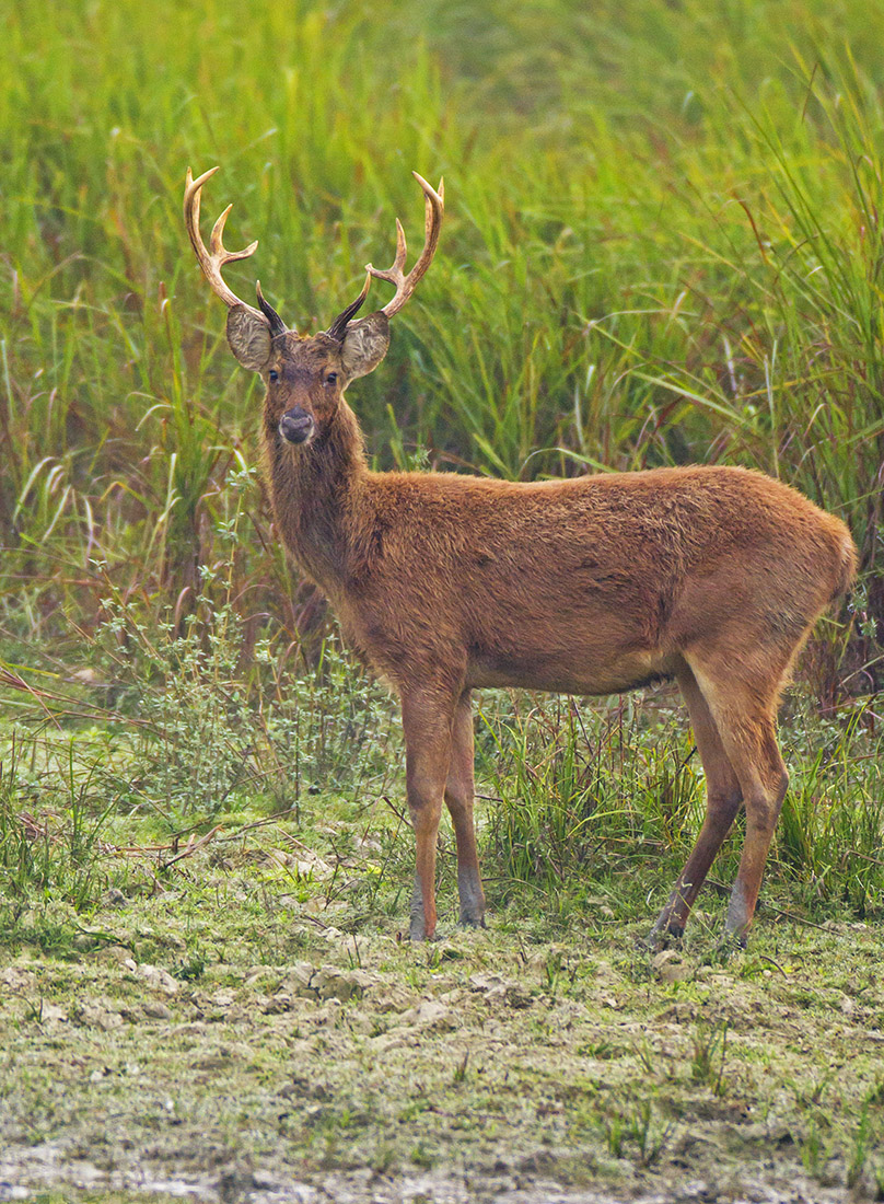 The swamp deer is also called barasingha (twelve tines), in reference to the handsome antlers of the male. There are three kinds of swamp deer found in India: western, southern, and eastern swamp deer (pictured here). 