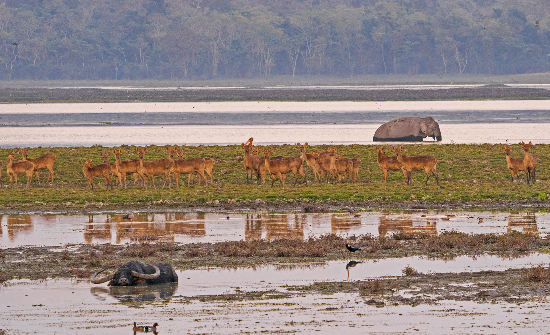 Herds of eastern swamp deer live in Assam’s Kaziranga National Park, feeding alongside other water-loving herbivores and birds. This particular subspecies is characterised by splayed hooves, suited to the sanctuary’s marshy grasslands. 