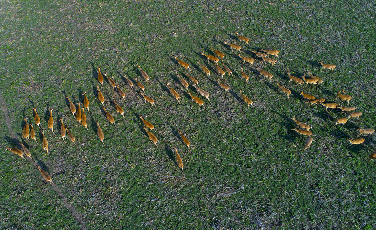 Like many deer, barasinghas seek safety in numbers.  All three subspecies are highly social, and roam in herds which may have a few dozens to a few hundred members. It is the only way they have a fighting chance against predators such as the tiger and leopard that roam these parts. “There are records of barasingha herds numbering over 3,000,” says Dr Asad Rahmani, one of India’s finest wetland conservationists and the former Director of Bombay Natural History Society. “But that was a long time ago.” 