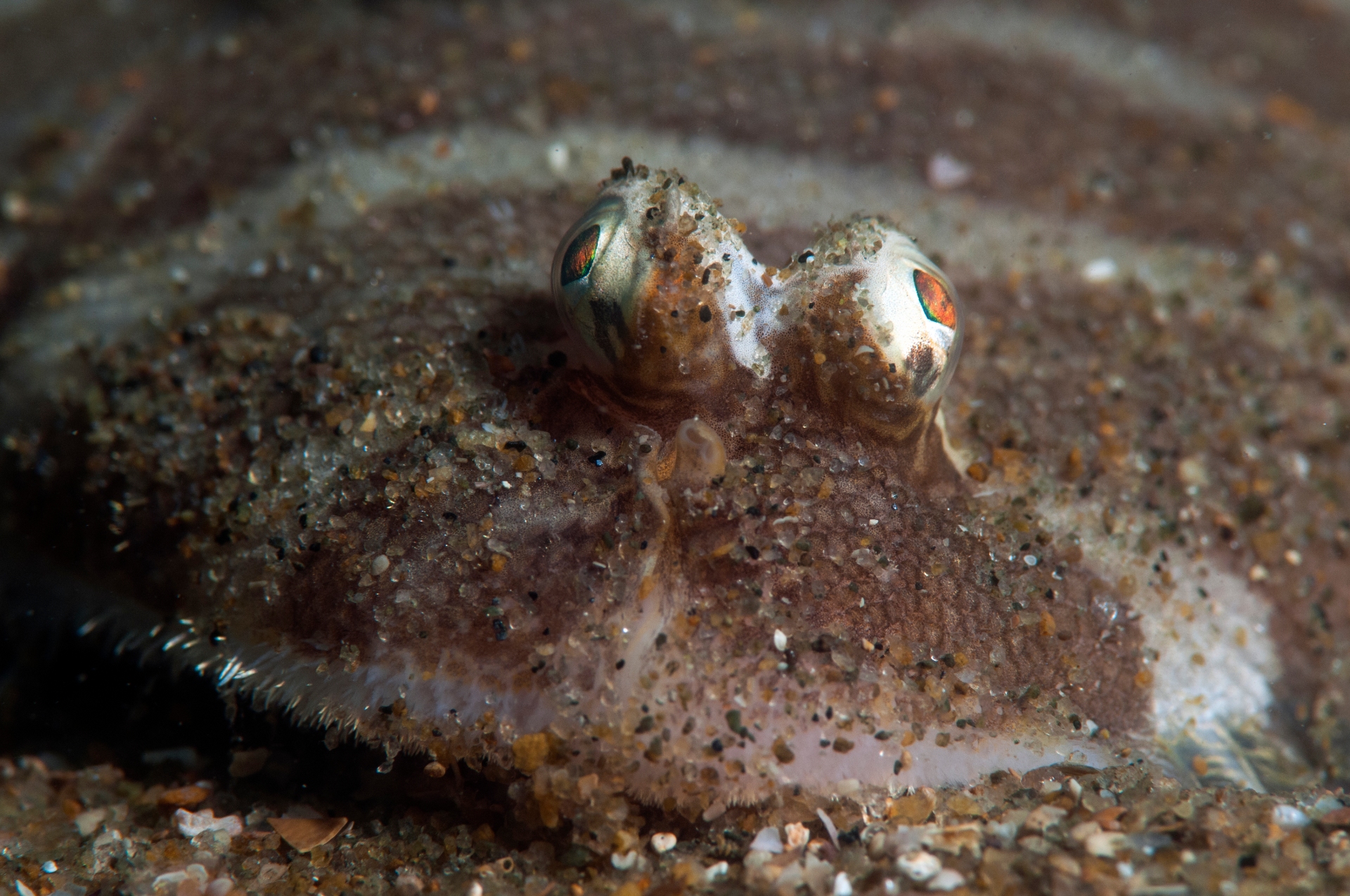 Flounders appear almost one with the sea floor, exposing just its eyes like a pair of periscopes to view the world around it. Photo: Umeed Mistry
