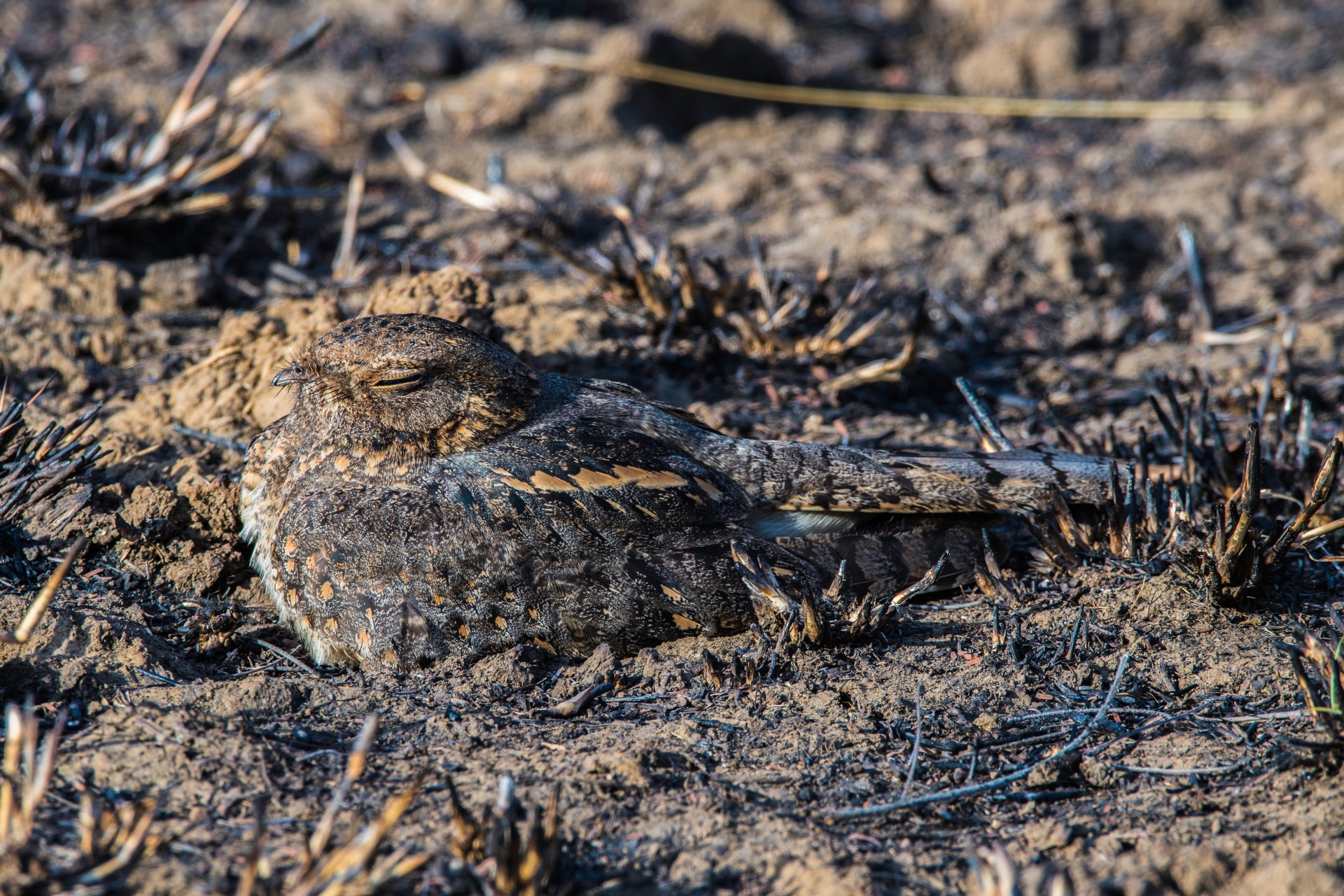Nightjars probably learn over time which spots in an area, amidst soil or leaf litter, camouflage them best, and tend to return repeatedly to the same places that match with their colouring. Photo: Carl Weller/Shutterstock  A close-up of a nightjar in Bandhavgarh National Park reveals its mottled colouring, which keeps it hidden from predators such as hawks and owls. Cover Photo: Dhritiman Mukherjee
