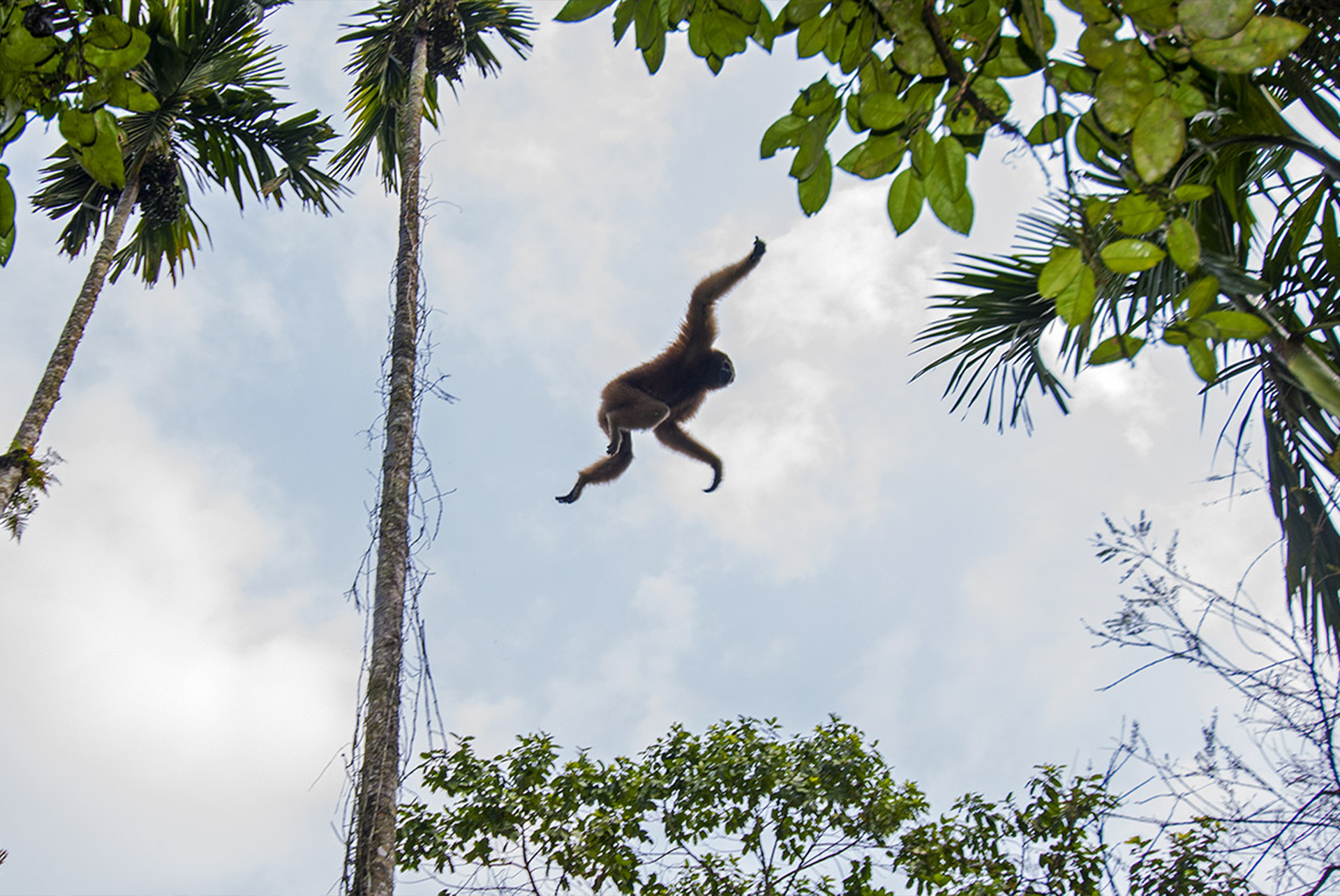 Kaliya, an adult female hoolock gibbon jumping between trees in Tinsukia, Assam
