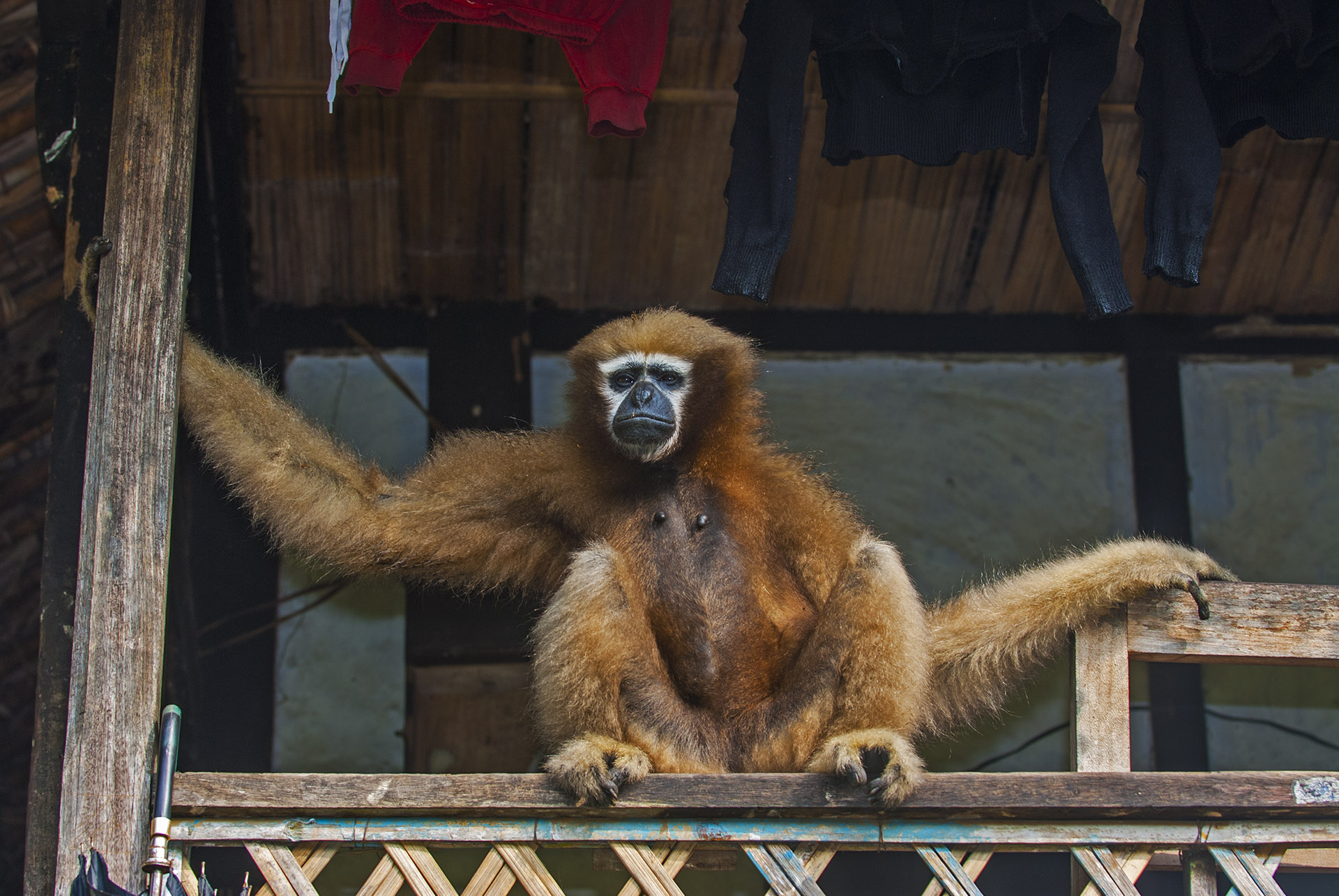 An adult female hoolock gibbon sitting in the balcony of a house in Tinsukia, Assam