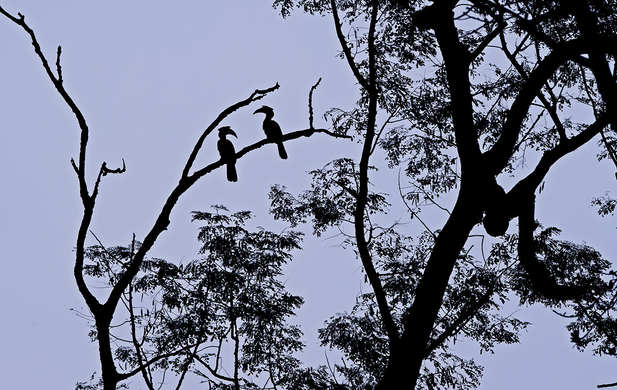 Finding a mate is a matter of grave importance to great hornbills as they are monogamous. As part of the courtship, males bring females food daily, sometimes for as long as a month, to prove they are reliable mates. Once two birds have coupled, they spend a great deal of time together, foraging for fruit and dispersing seed along the way. Great hornbills are especially fond of wild figs and can eat up to 100 fruit in a single meal. Photo: Dhritiman Mukherjee 