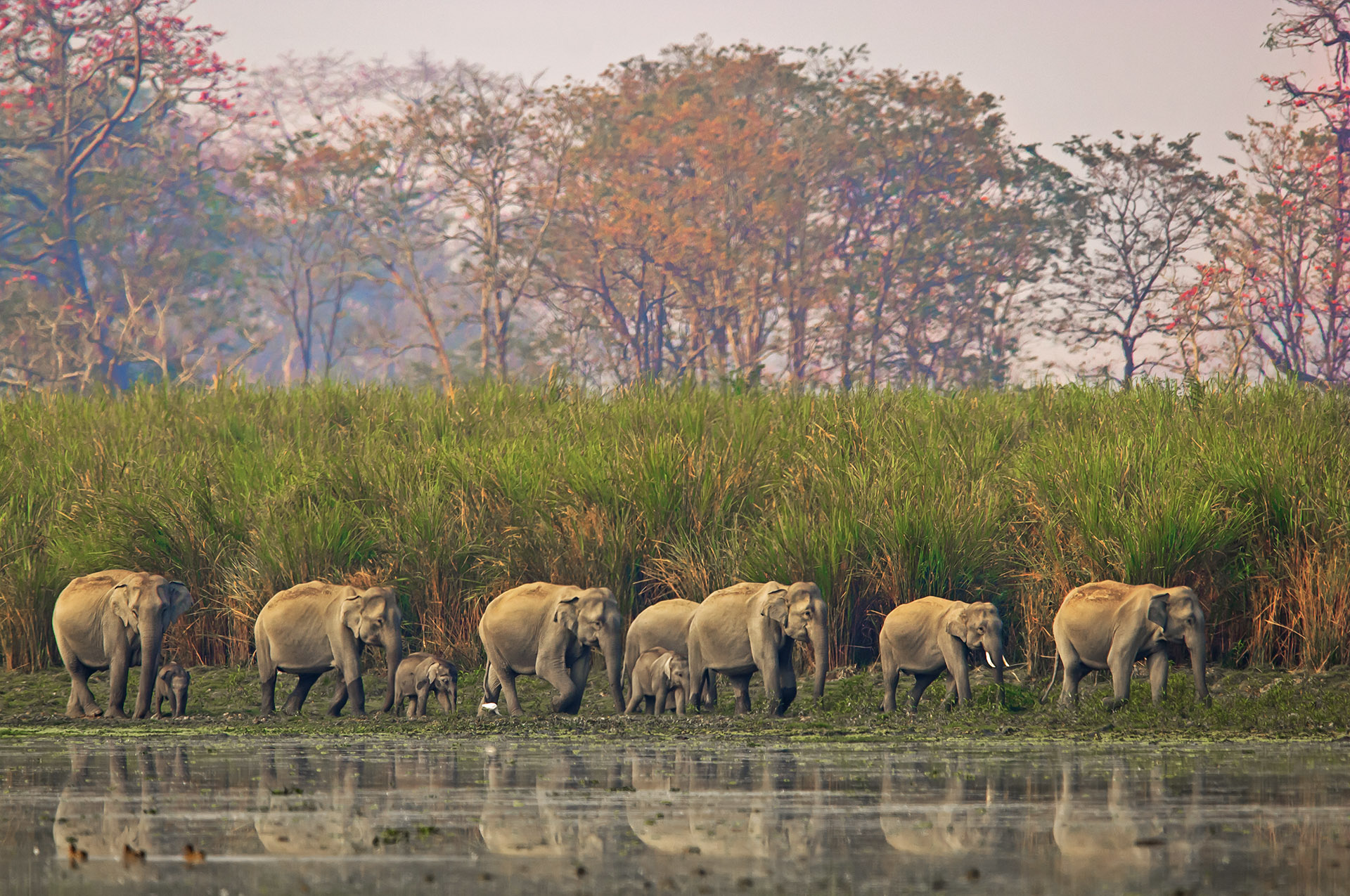 The only animals that eat more than rhinos, are elephants, the largest mega-herbivores in Kaziranga. Like their unicorned park mates, elephants too enjoy being in water, especially young calves.  Photo: Dhritiman Mukherjee 