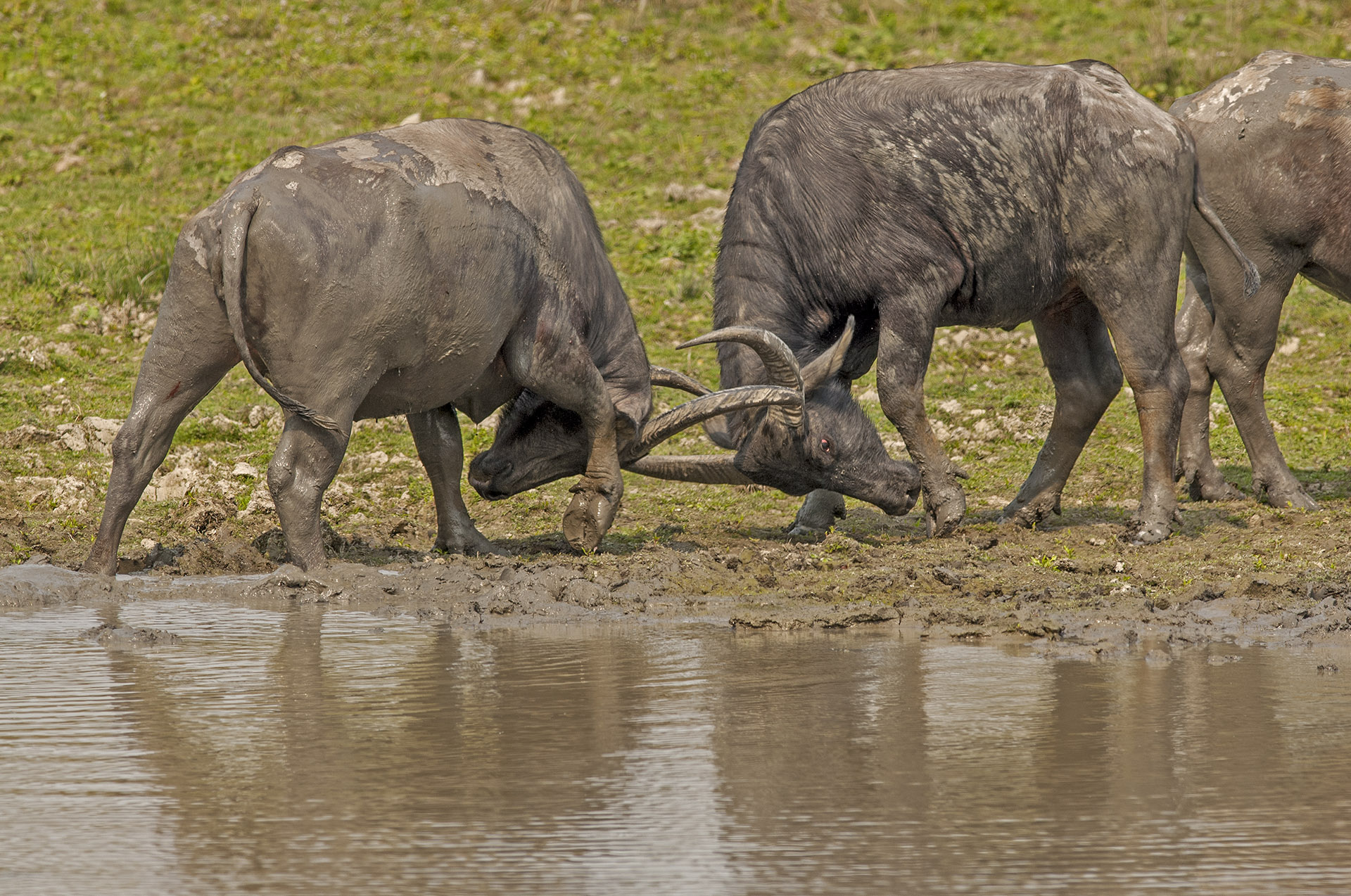 Wild water buffaloes look similar to their dairy cousins in the city and countryside, but are in fact, an endangered species. They roam in large herds ranging from 20 to 100 animals, often led by an older female. Photos: Dhritiman Mukherjee 