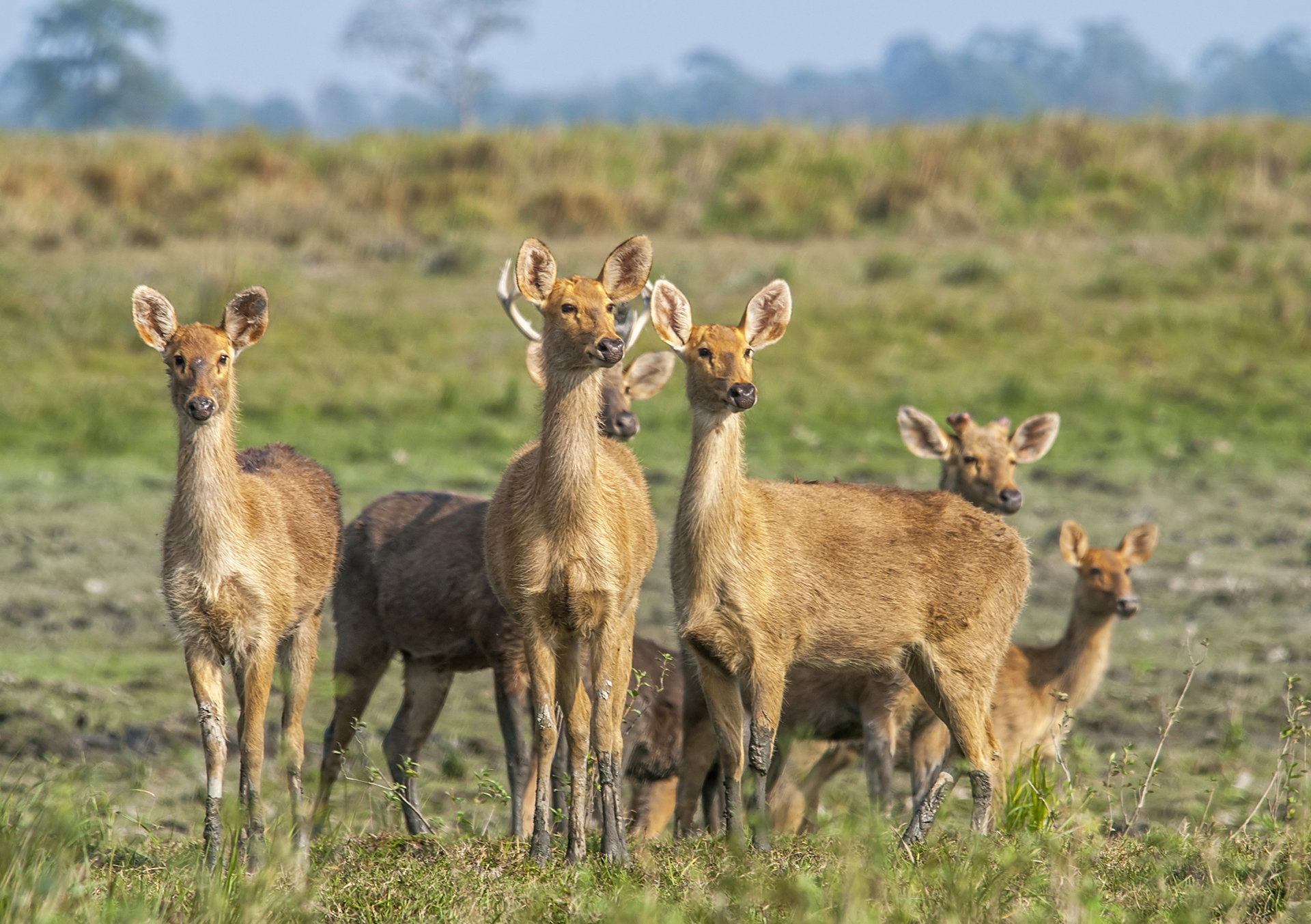 Swamp deer are among Kaziranga’s most elegant inhabitants, frequently seen grazing and leaping around the park’s grasslands. Males are distinguished by large, handsome antlers that give them their local name ‘barasingha’. Photos: Udayan Borthakur
