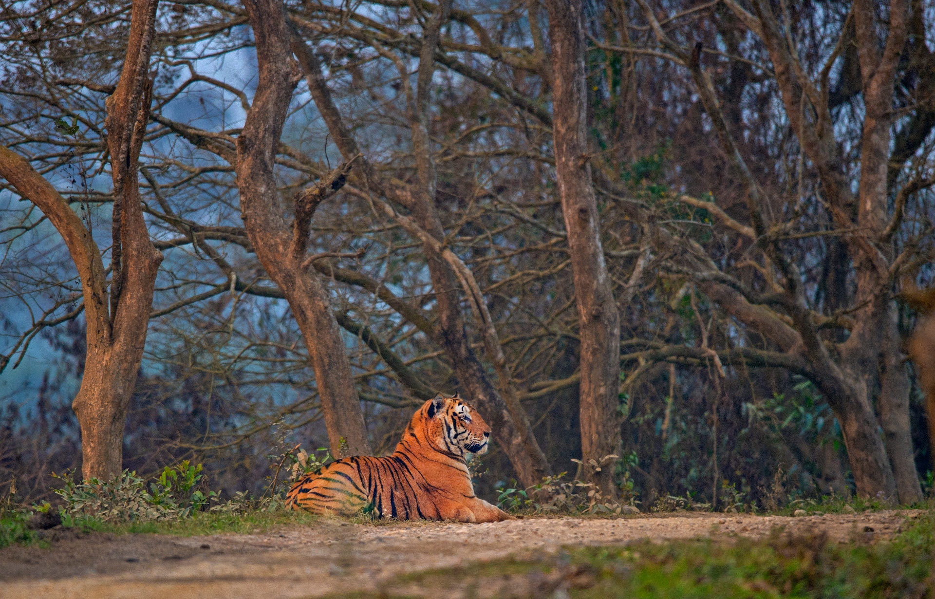 The king of Kaziranga remains the tiger, but even the fiery feline is ill-equipped to deal with the monsoon floods of today. In July 2019, an adult male tiger was photographed on a bed in a dhaba on National Highway 37 near Kaziranga National Park, where it had sought refuge during the flooding. Photo: Dhritiman Mukherjee