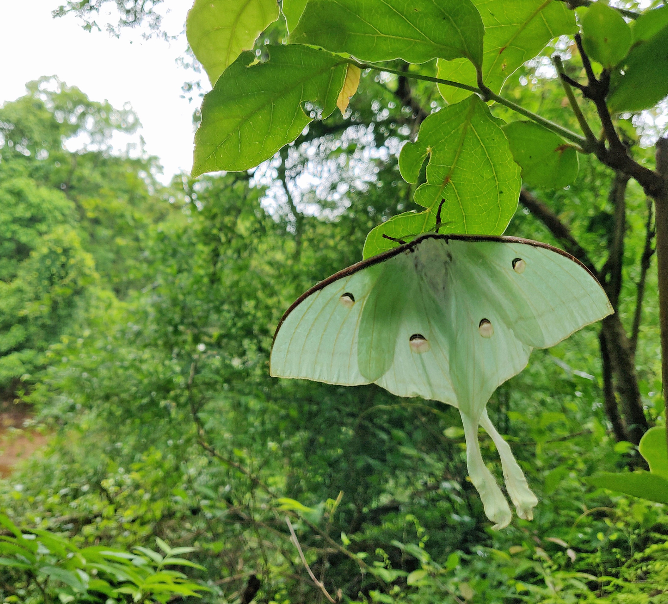 Why Are Moths Attracted To The Moon