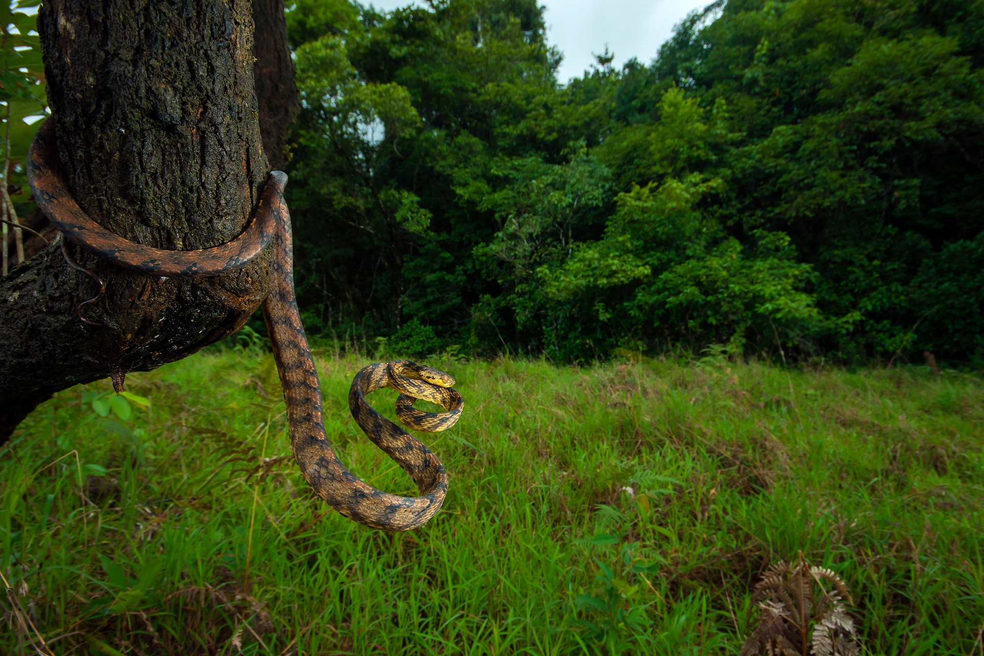 Saurabh might be self-confessed ‘frog guy’ but ‘snakes are always exciting,’ he says. This boiga, commonly called a cat-eyed snake for its vertical pupils, similar to felines, was photographed in Kudremukh Tiger Reserve, Karnataka. Like many arboreal snakes, it has a long, thin body, adapted to wrap around branches and tree trunks. Photo: Saurabh Sawant 
