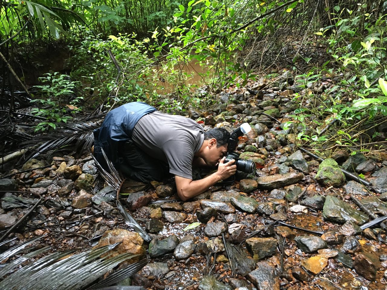 MV Shreeram believes that photography in the rainforest presents a variety of challenges. For one, every layer of the rainforest — from the forest floor to the canopy —  is teeming with life. “Much of it, like the tiny dancing frog that I’m photographing here, prefers very specific habitats,” he wrote in an email interview. “Dancing Frogs love streams and to get a good photograph, it is very important to go down to the frog’s level.” 
Shreeram has conducted photography expeditions to various habitats across the world, though Agumbe in Karnataka remains a favourite for two reasons: The wildlife encounter rate is very high, and there’s something new to learn every single time. Photo: MV Shreeram 

