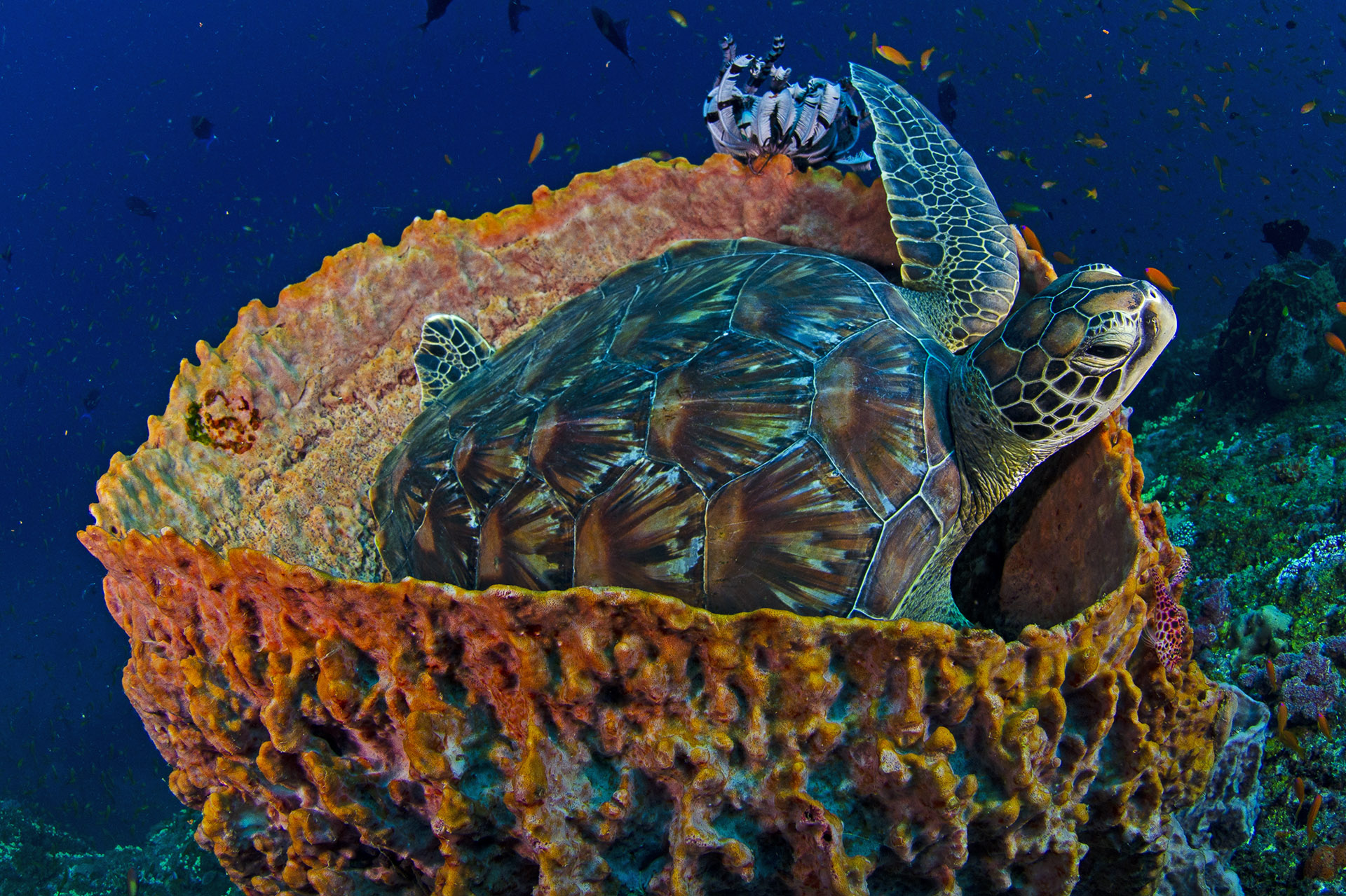 Dhritiman is also a keen scuba diver and has photographed the marine herpetofauna of the Andamans and Nicobar Islands, as well as its other inhabitants. This green sea turtle was photographed at a reef near Havelock. Photographing underwater comes with its own set of rules, but the most important one remains the same: Always put the animal first. Photo: Dhritiman Mukherjee 

