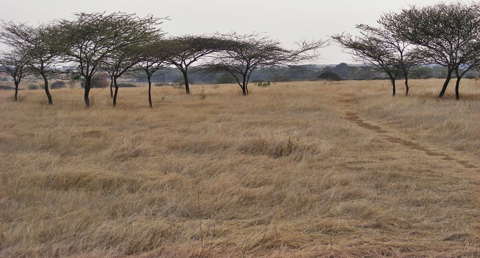 The Great Indian Bustard Sanctuary in Nannaj, Maharashtra, has wide swathes of open grasslands, with short grasses and sparsely scattered trees, ideal for the GIB. Photo: Dr. Raju Kasambe - CC BY-SA 3.0 