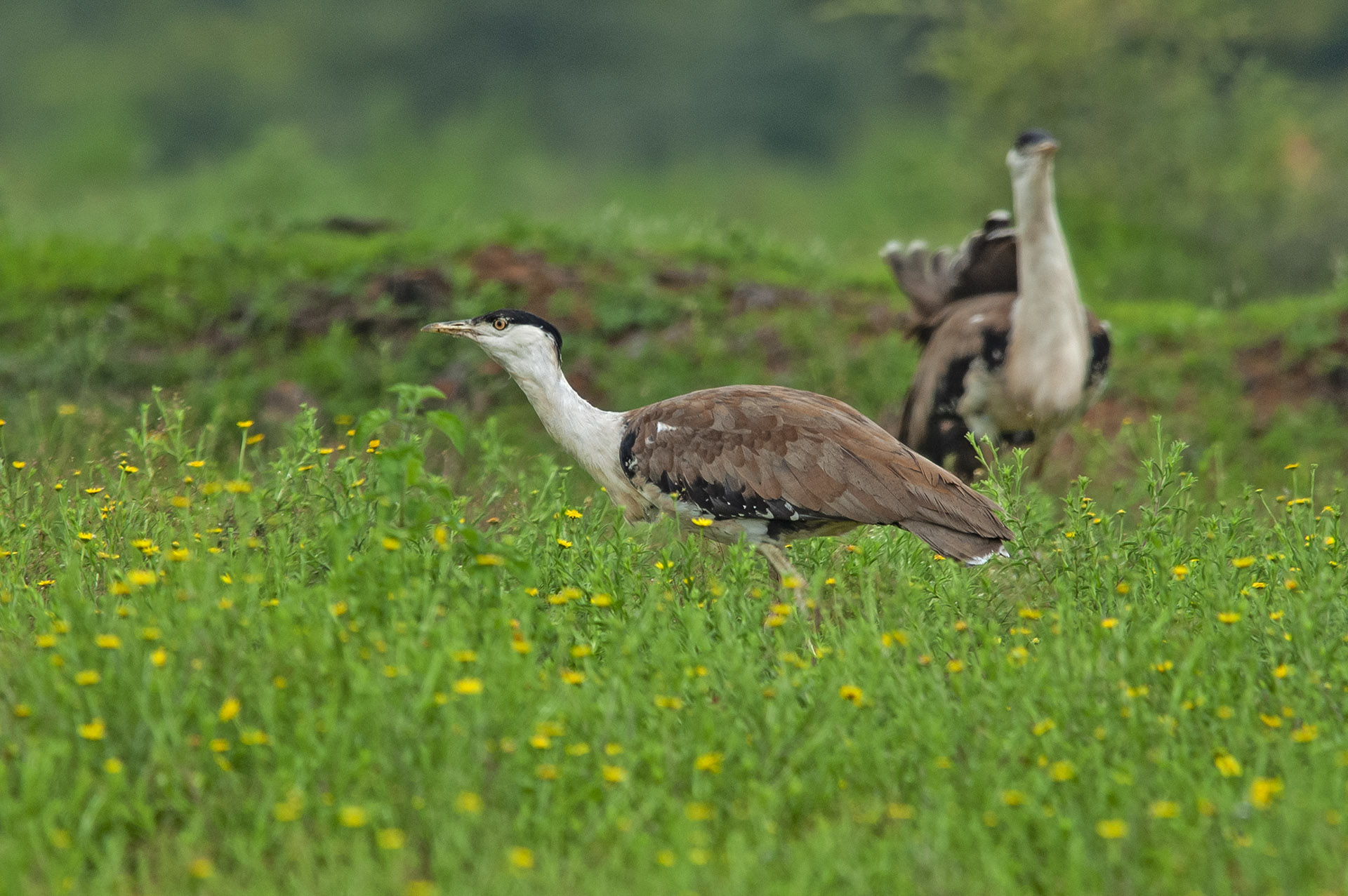 The summer and monsoon are mating seasons for great Indian bustards. Chicks are born around the monsoon, when insects, reptiles, and worms are in abundance and are easy food for the young ones. Photo: Dhritiman Mukherjee
