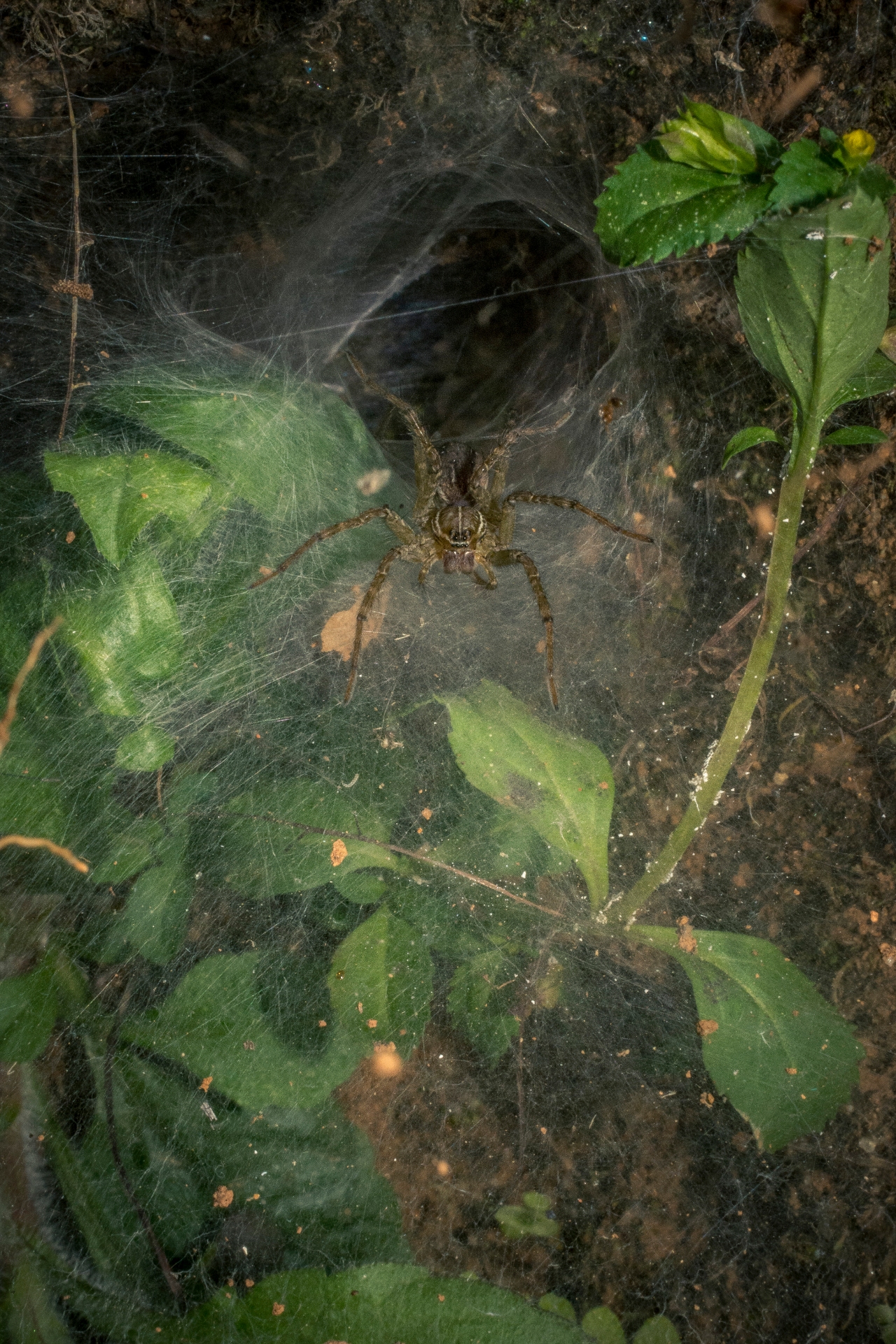 Some species of wolf spiders build funnel-shaped webs, to live in and to trap potential preys. Photo: Samuel John