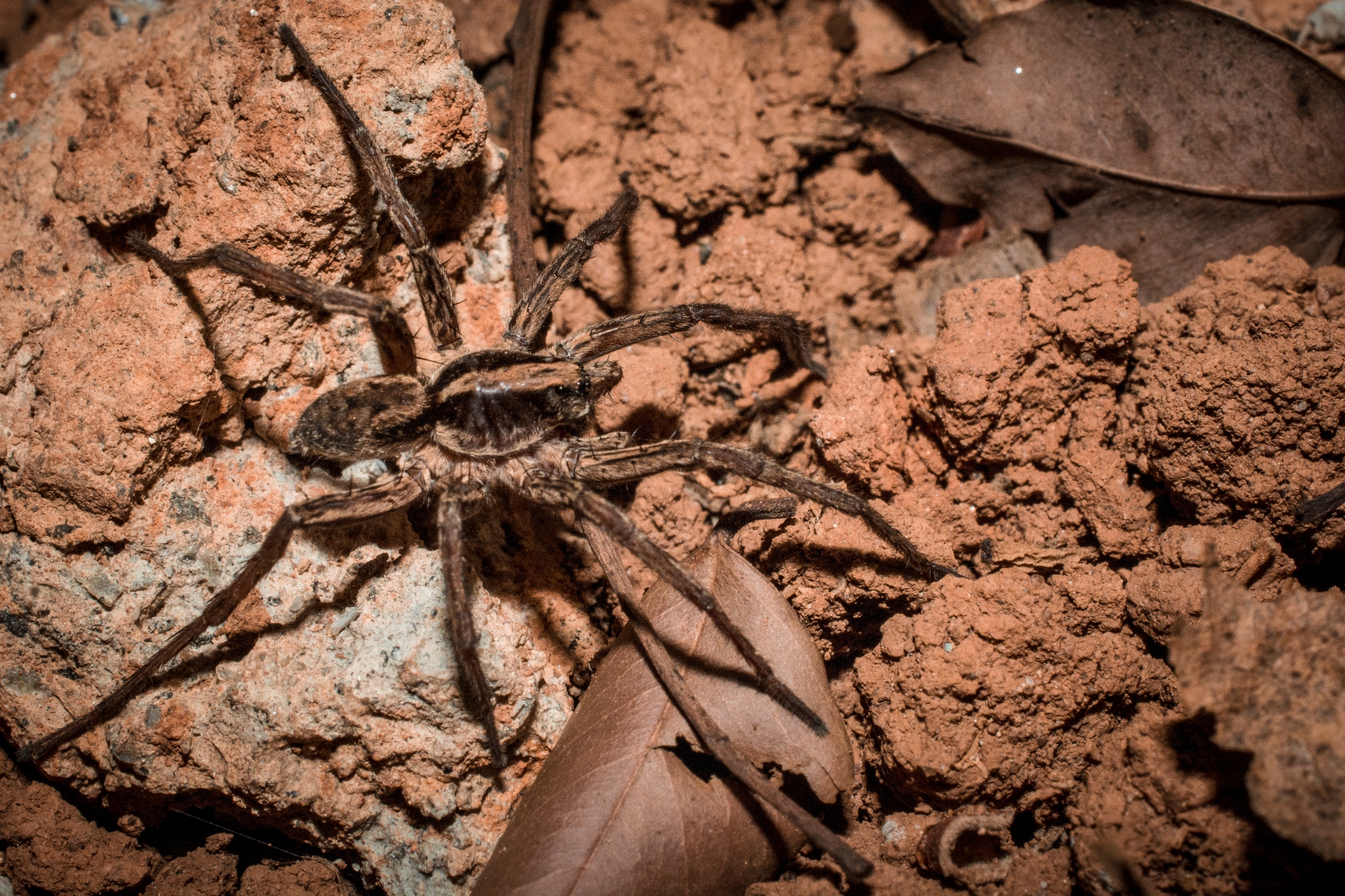 The Eight-Legged Wolf with Stars in its Eyes