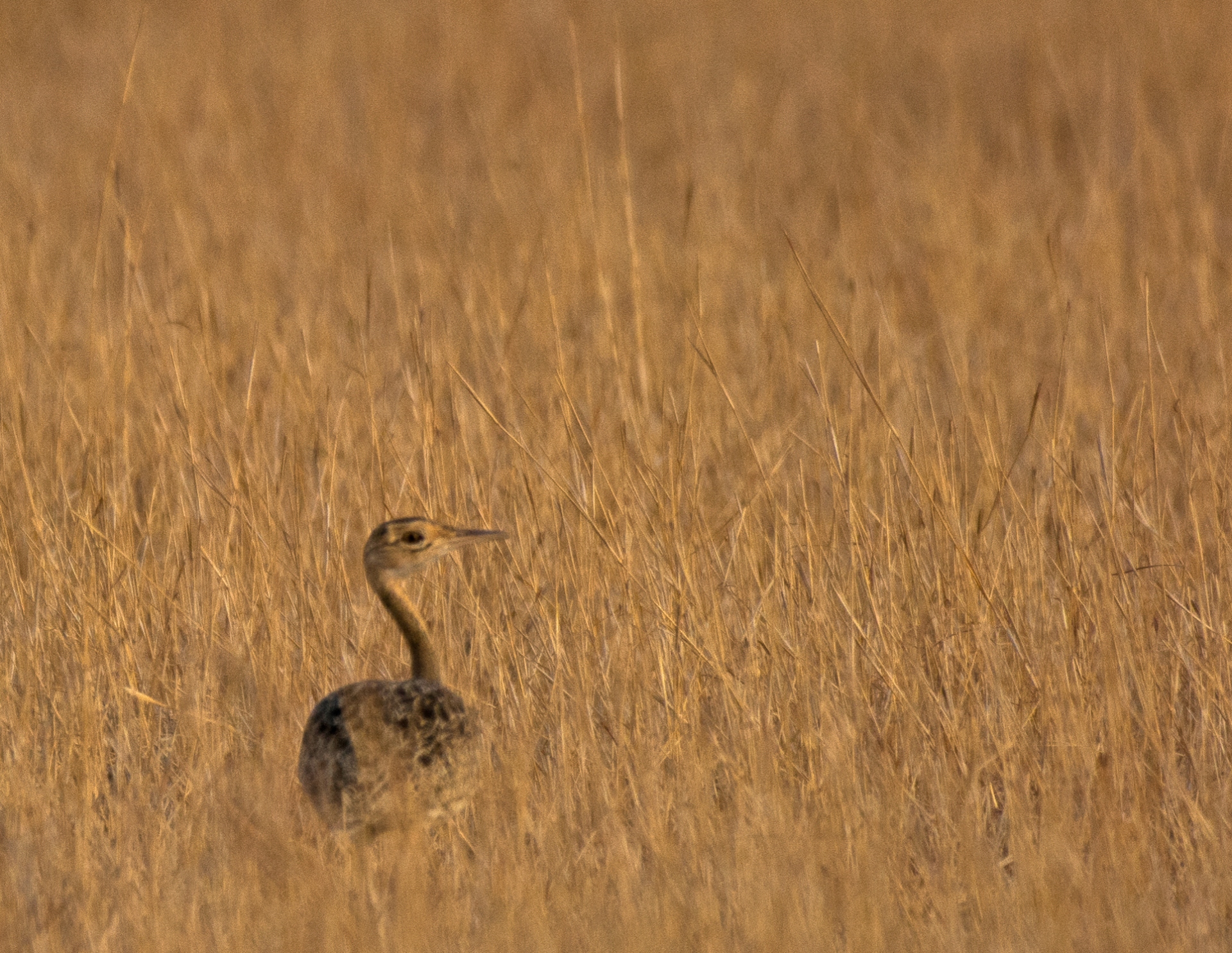 Male lesser floricans have black and white plumage, while females and young birds are brown in colour making them harder to spot, especially when the grasslands are brown. Photo: Aviral Jadhav
