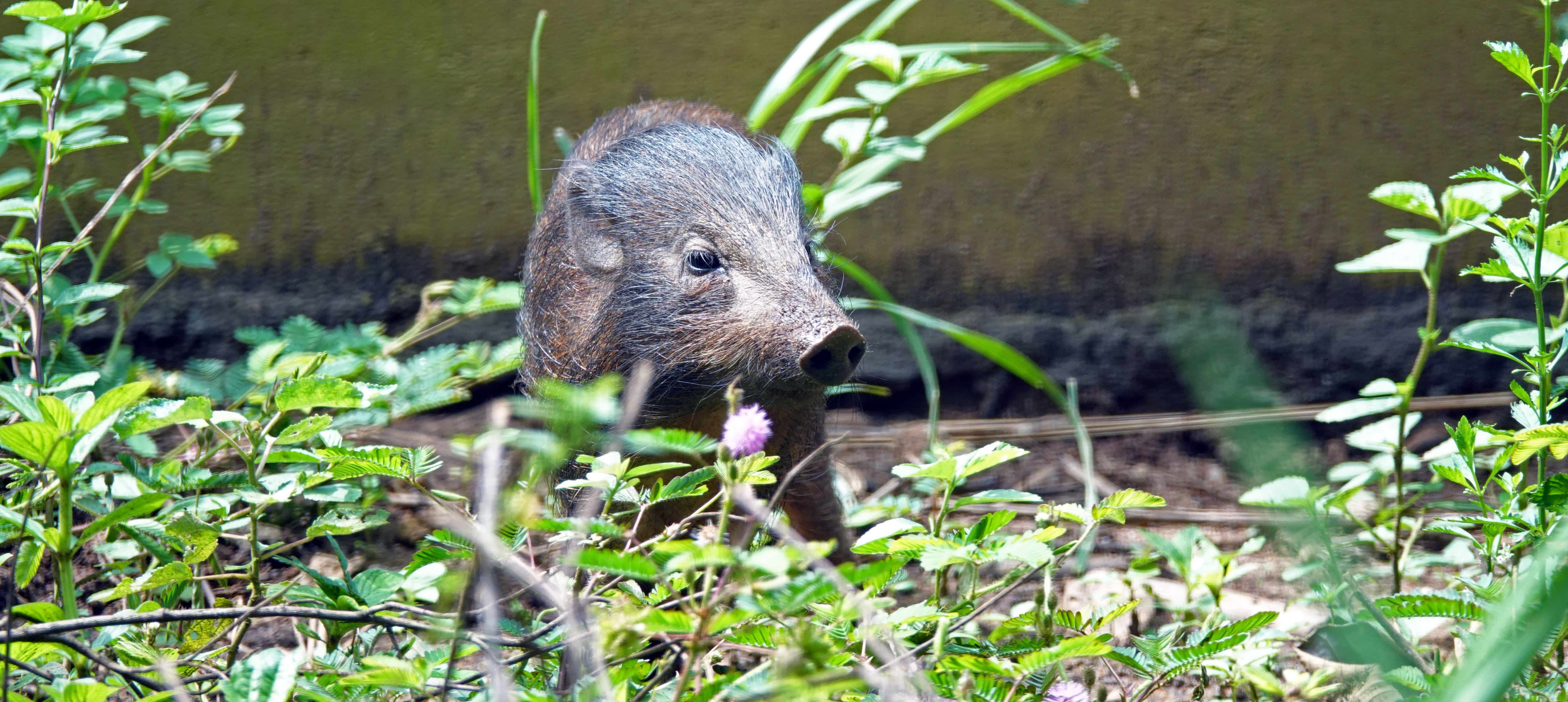 The pygmy hog was brought back from the brink of extinction by concentrated conservation efforts. Non-profit Aaranyak plans to secure the pig’s furture in Assam’s Manas National Park.  The Malabar tree toad mostly lives in tree canopies and descends to ground level only to mate with the arrival of the first monsoon rain. Very little is known about this species. 
Photo courtesy: The Habitat Trust
