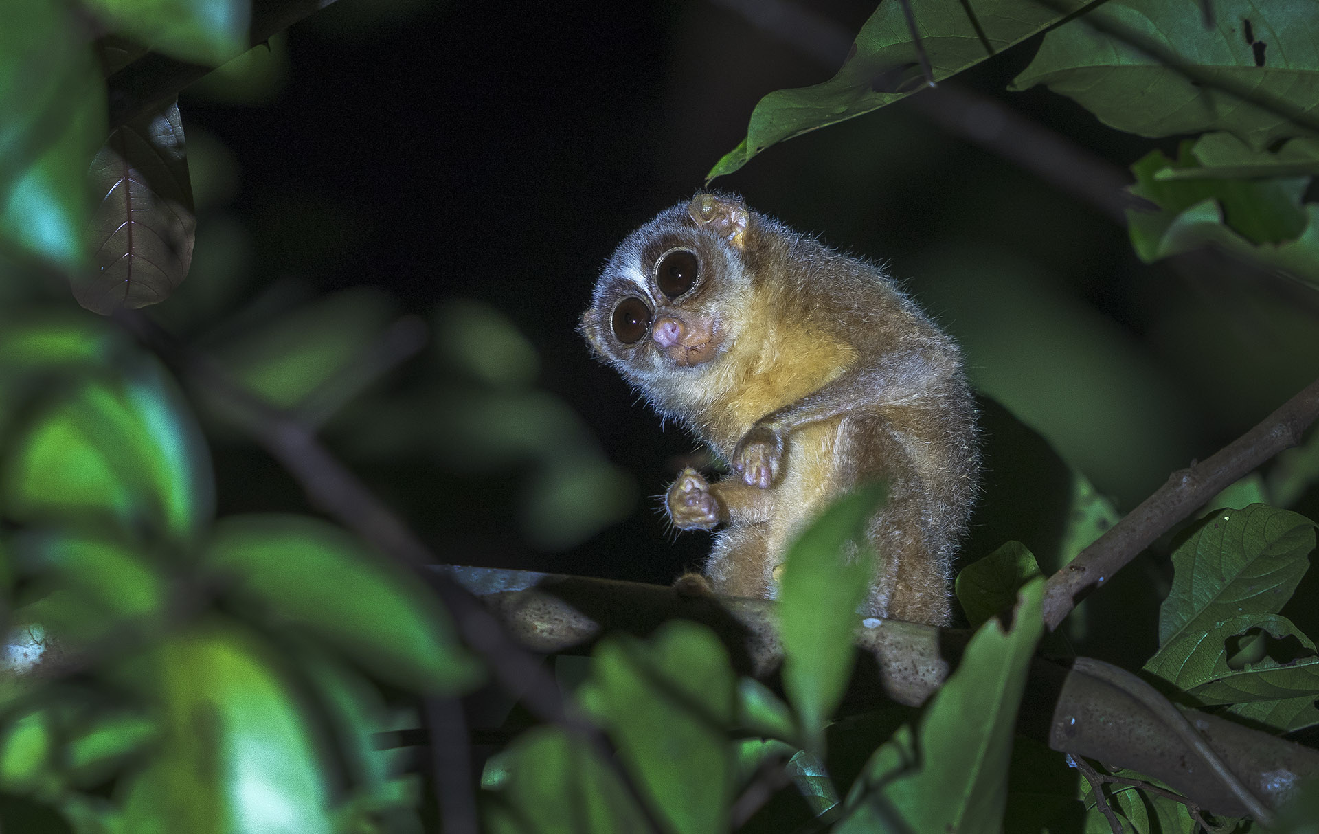 Baby of the Forest: In Search of the Malabar Grey Slender Loris