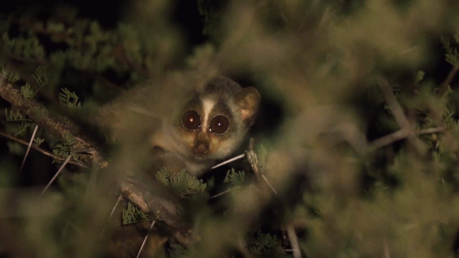 Gray Slender Loris The Endearing Secret Creature of the Night Forest