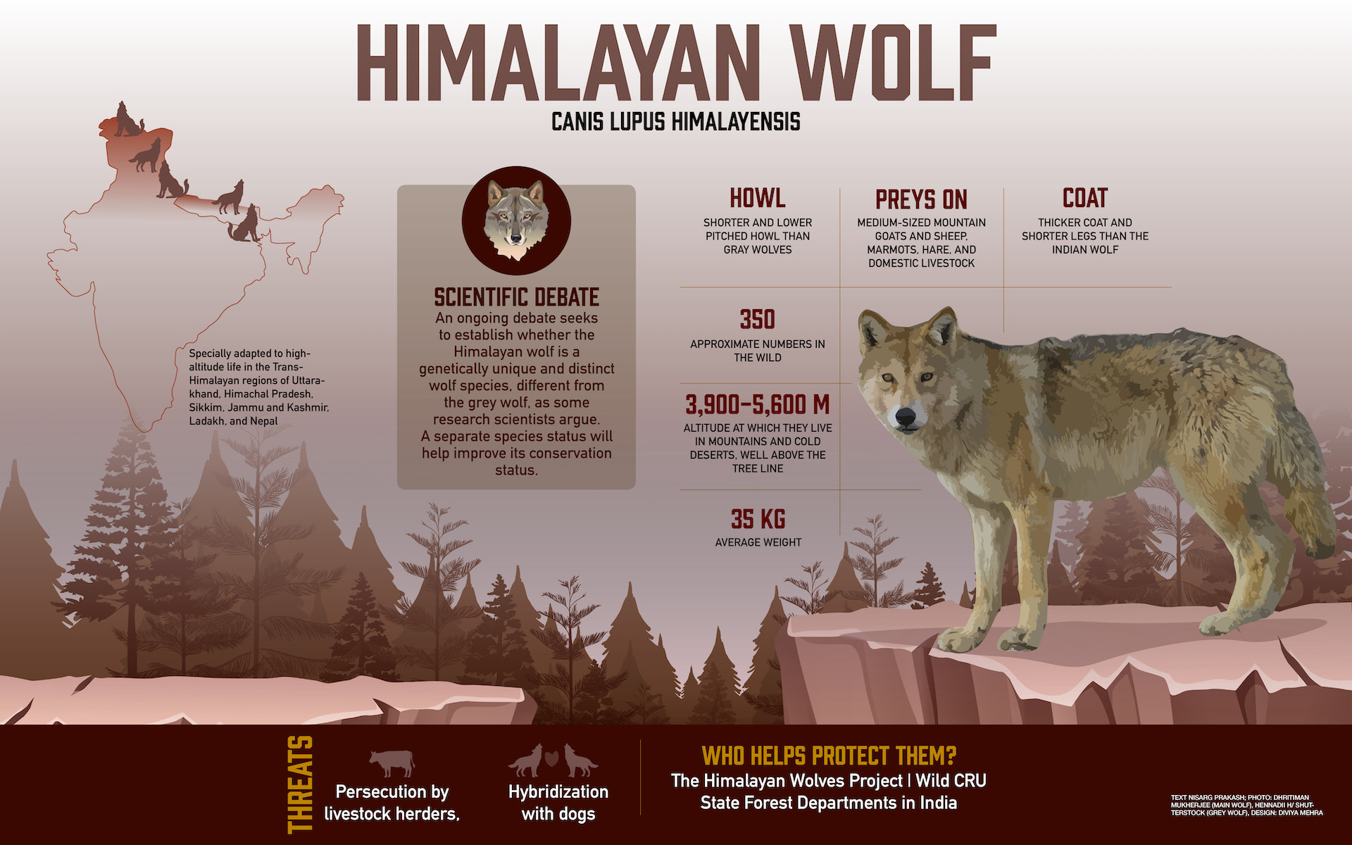 Himalayan Wolf At A Glance RoundGlass Sustain himalayan-wolf-at-a-glance-roundglass-sustain