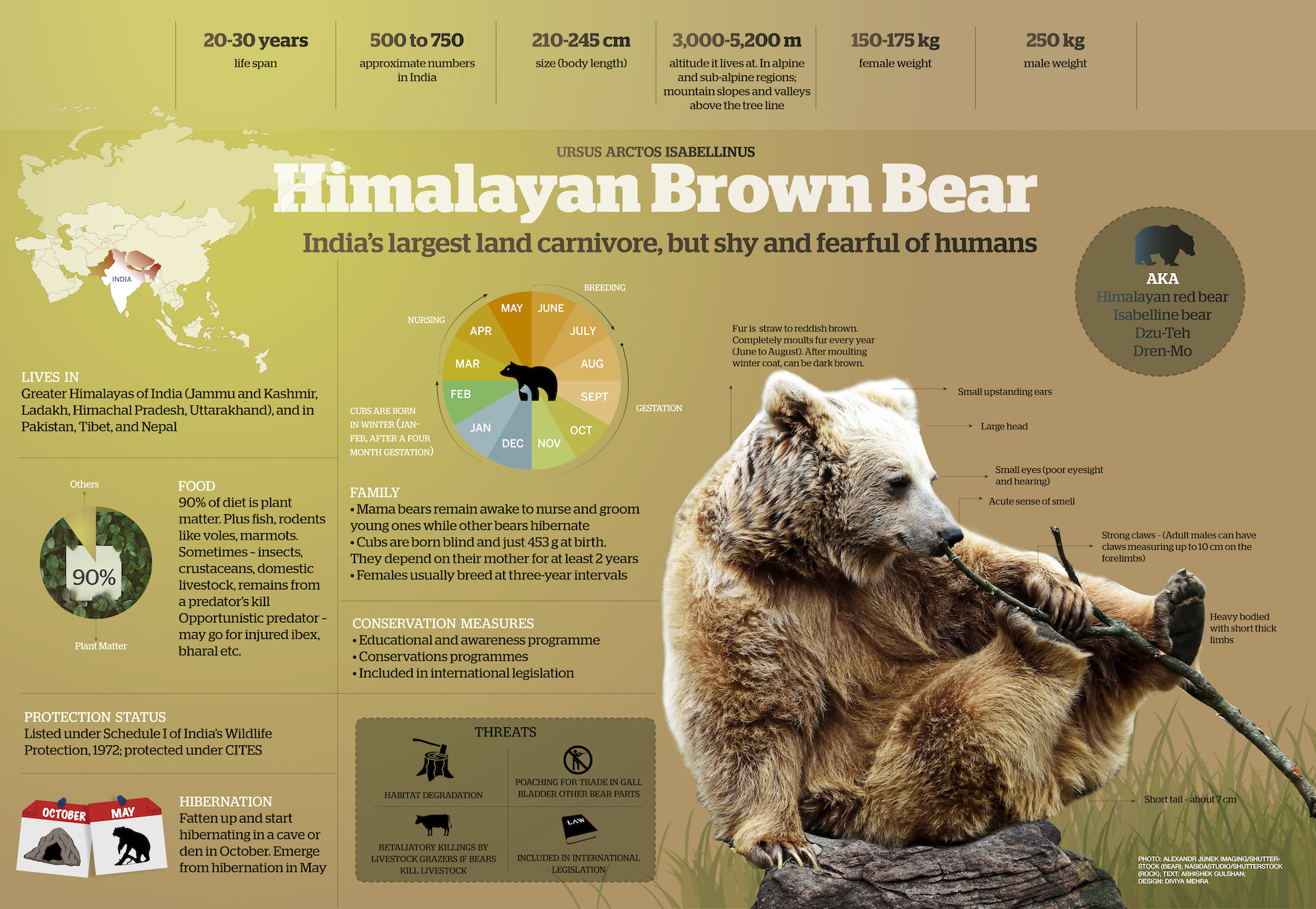 Himalayan Brown Bear RoundGlass Sustain