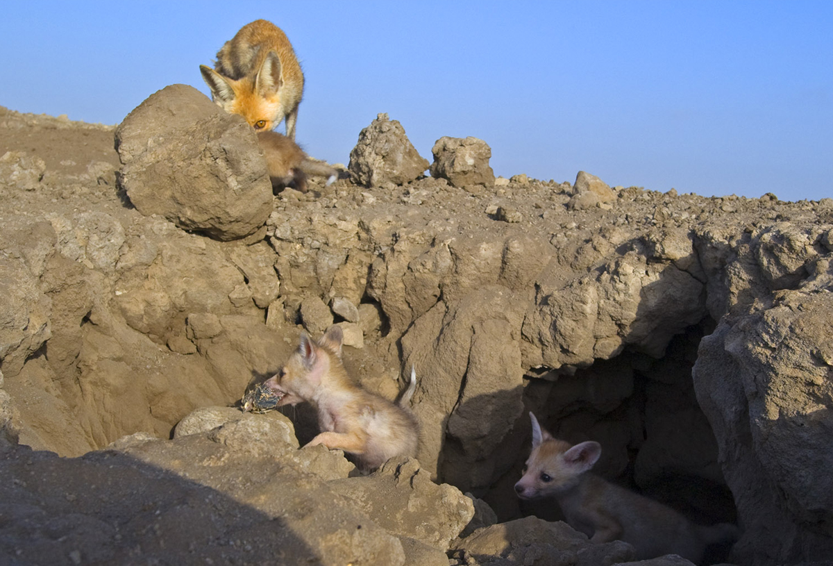 The greater hoopoe lark builds its nest on the ground in a depression (even a cattle hoof mark will suffice) or in a dense desert bush and lays two to three eggs, which are incubated in turn by both sexes. Greater hoopoe lark chicks, which are mainly fed insects by its parents, grow very fast and are able to run around even before they are able to fly. A family of desert foxes feed on the greater hoopoe lark’s chicks. Like all ground-nesting birds, greater hoopoe larks have to face many predators — monitor lizards, jackals, foxes, rats, and snakes. 