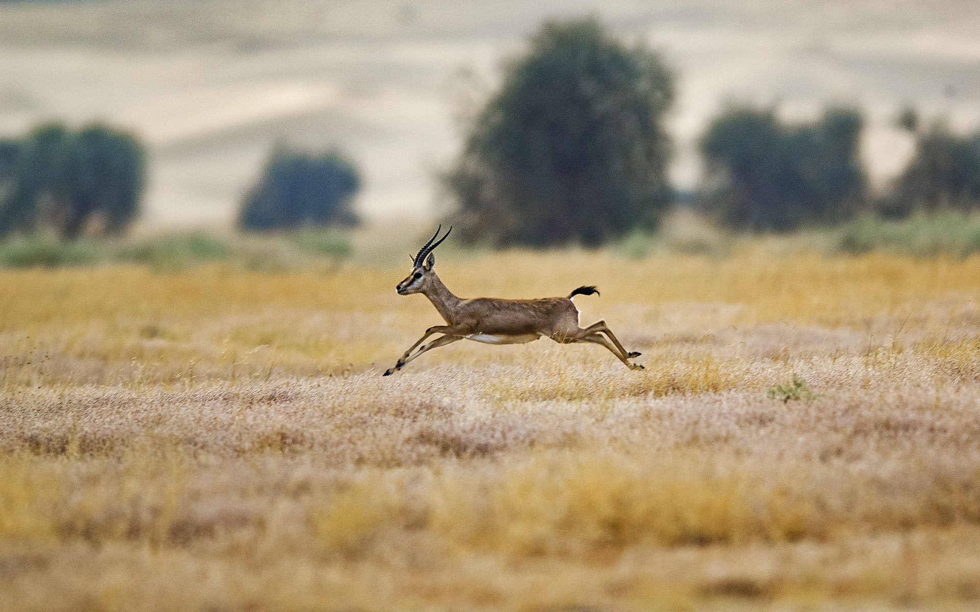 When threatened, the agile and swift chinkara can run with bursts of leaps, sometimes with all four feet into the air, and quickly get away. Photo: Dhritiman Mukherjee