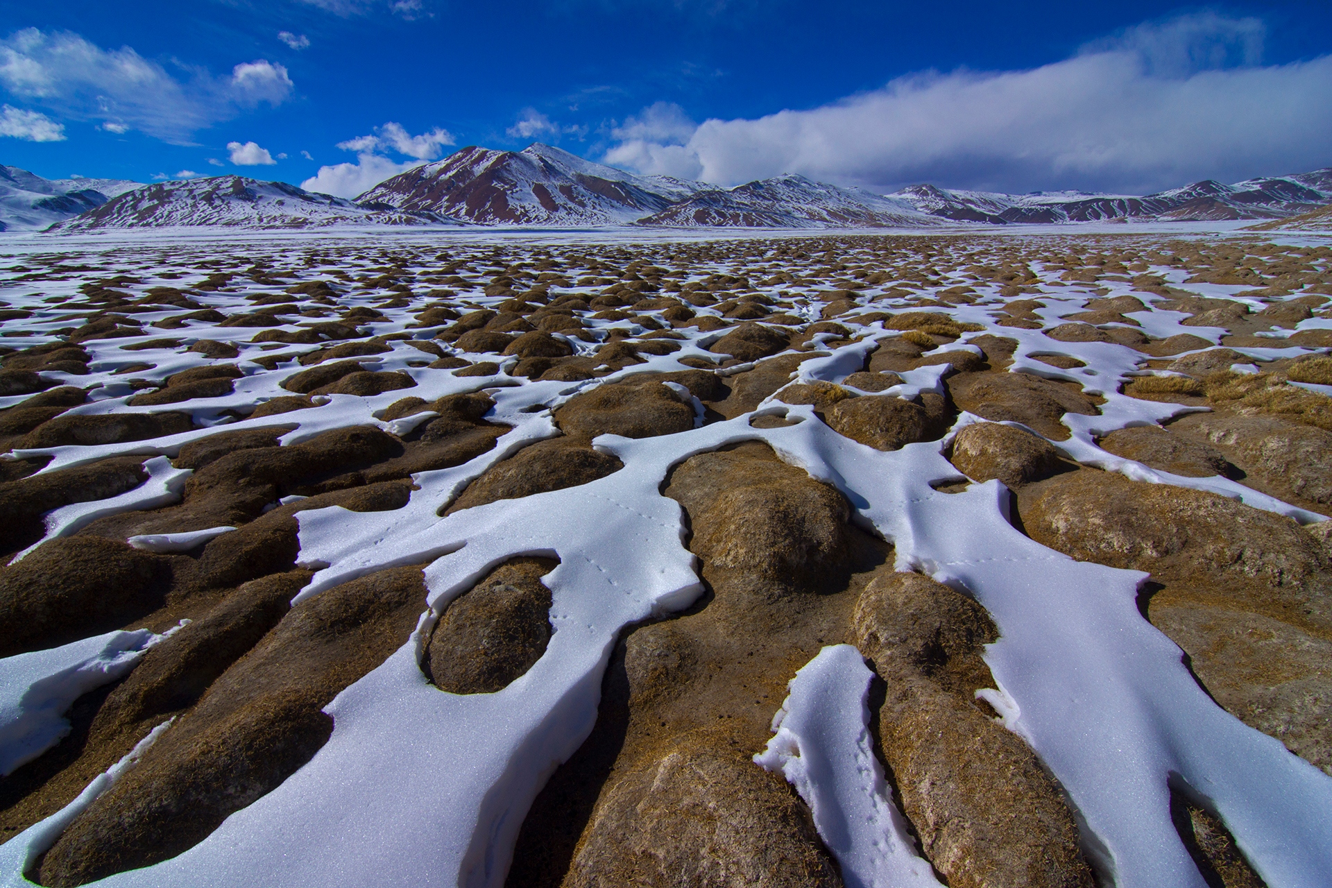 Winter in the Changthang is unbelievably cold, but life goes on for the local Changpa nomads who look for patches of grass under melted snow to graze their pashmina goats.
